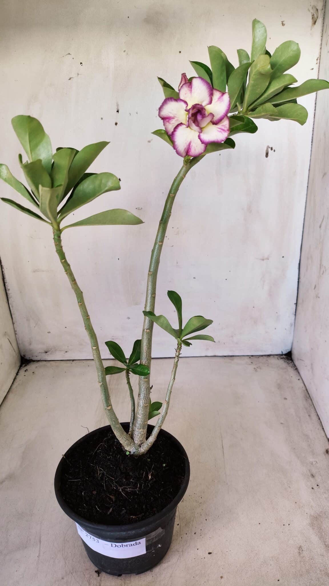 Planta Dobrada 2753 – 30cm – 02 anos