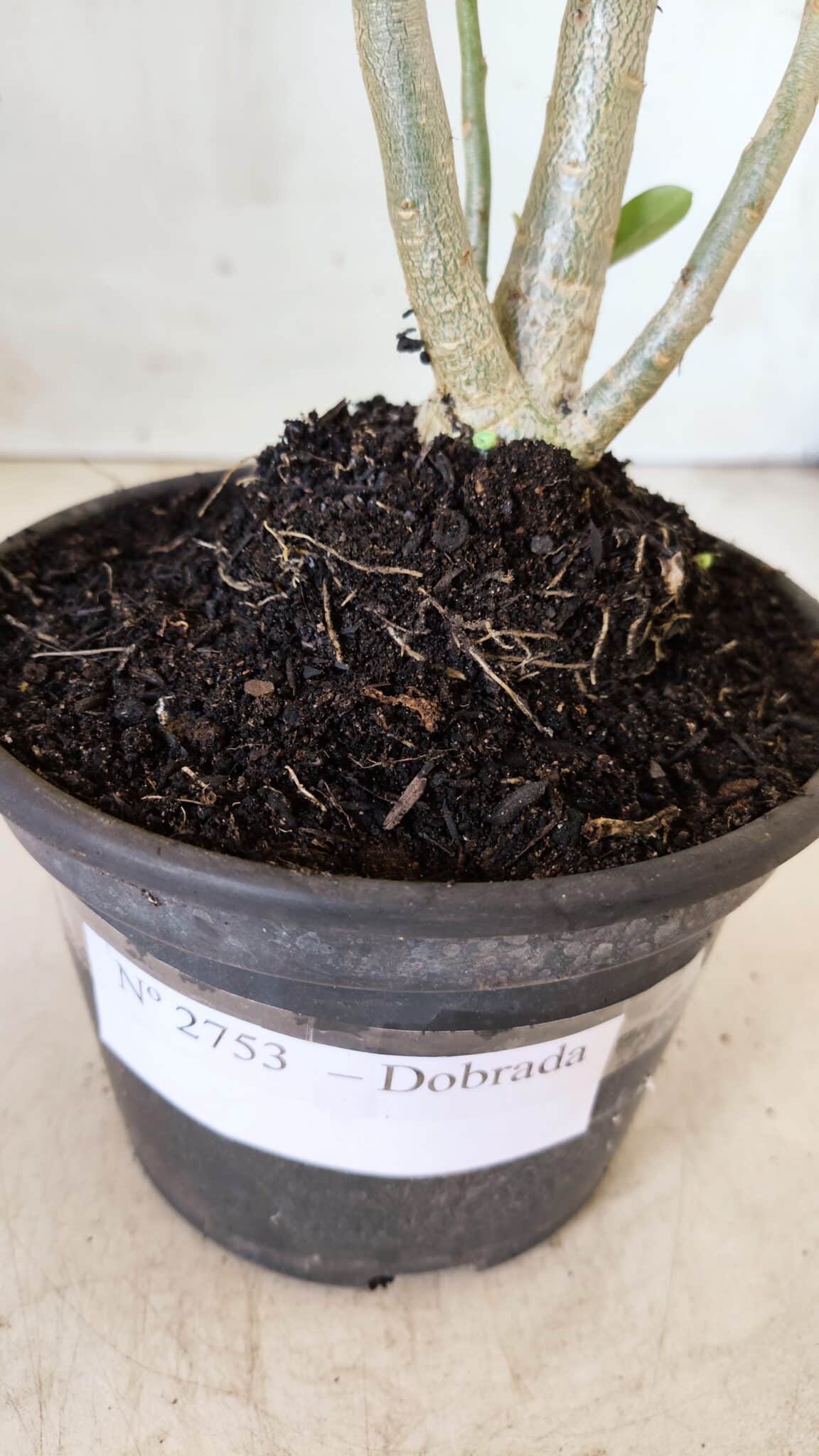 Planta Dobrada 2753 – 30cm – 02 anos