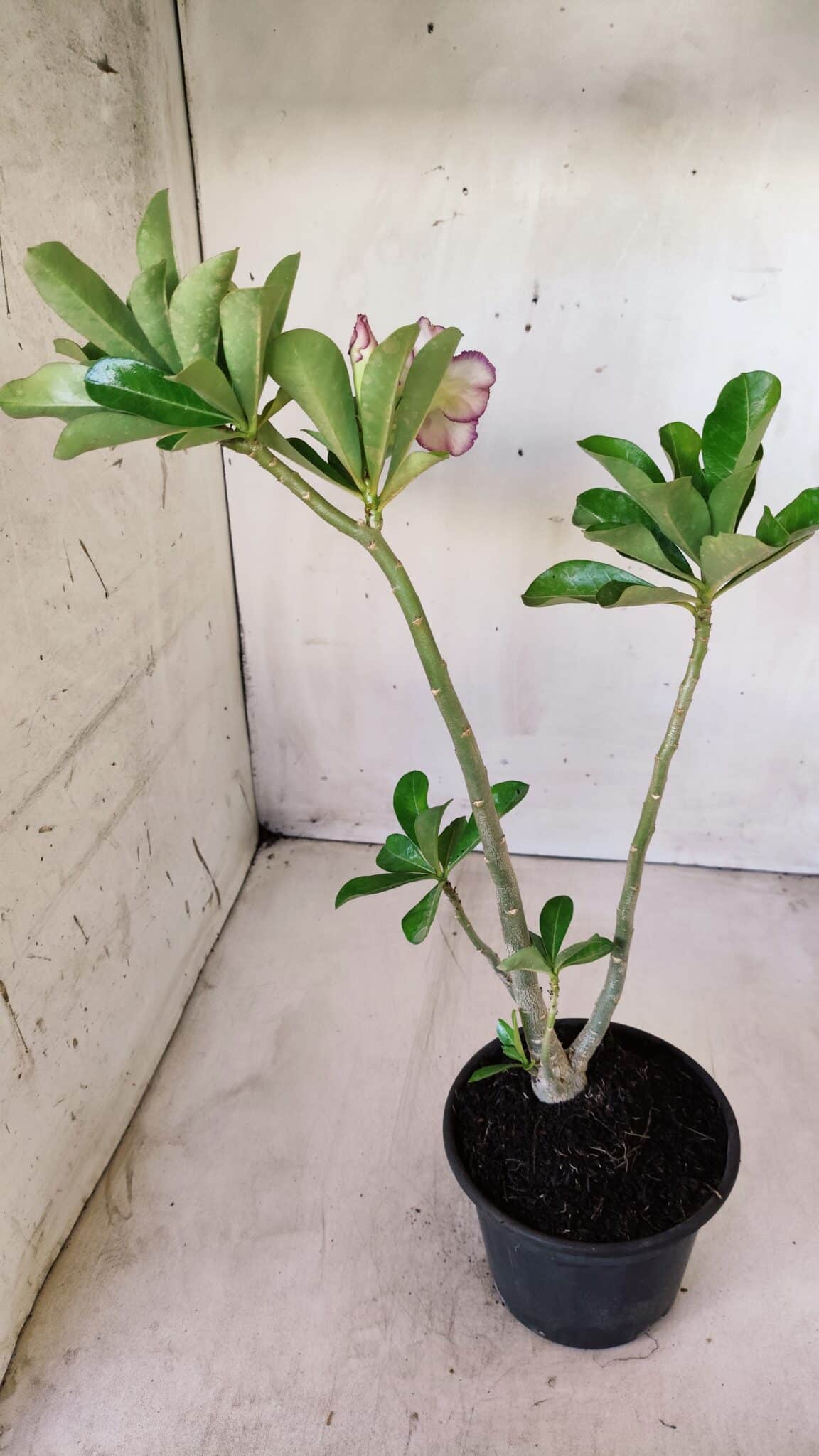 Planta Dobrada 2753 – 30cm – 02 anos