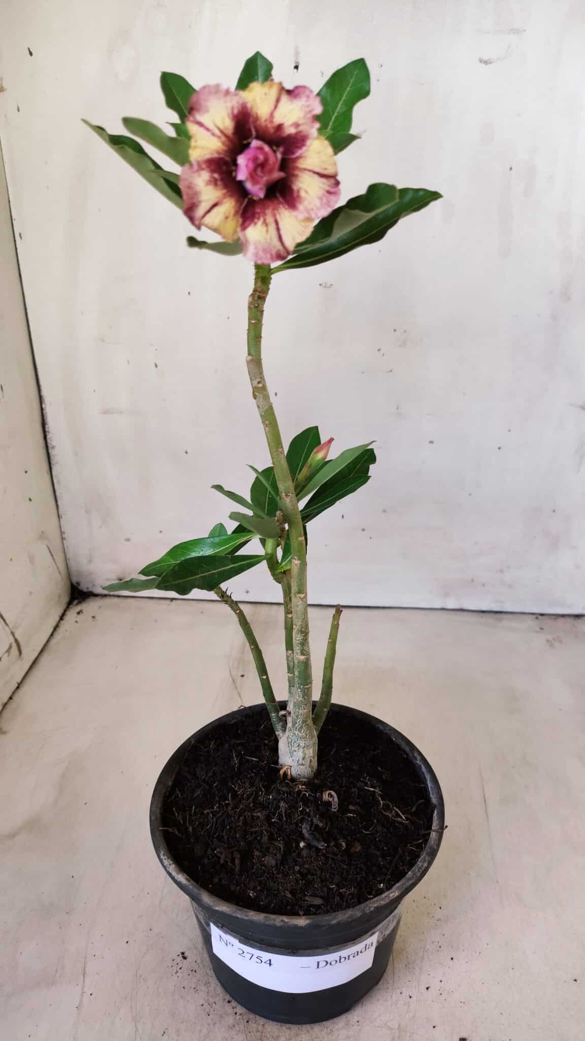 Planta Dobrada 2754 – 25cm – 01 ano