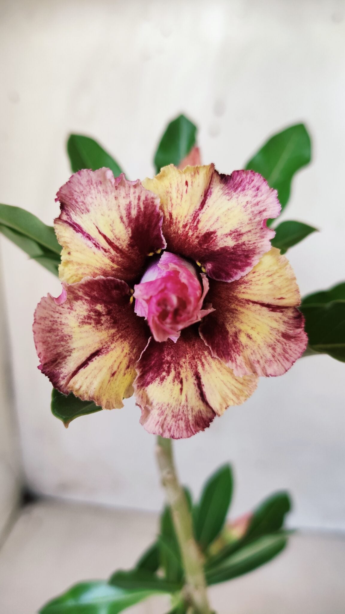 Planta Dobrada 2754 – 25cm – 01 ano