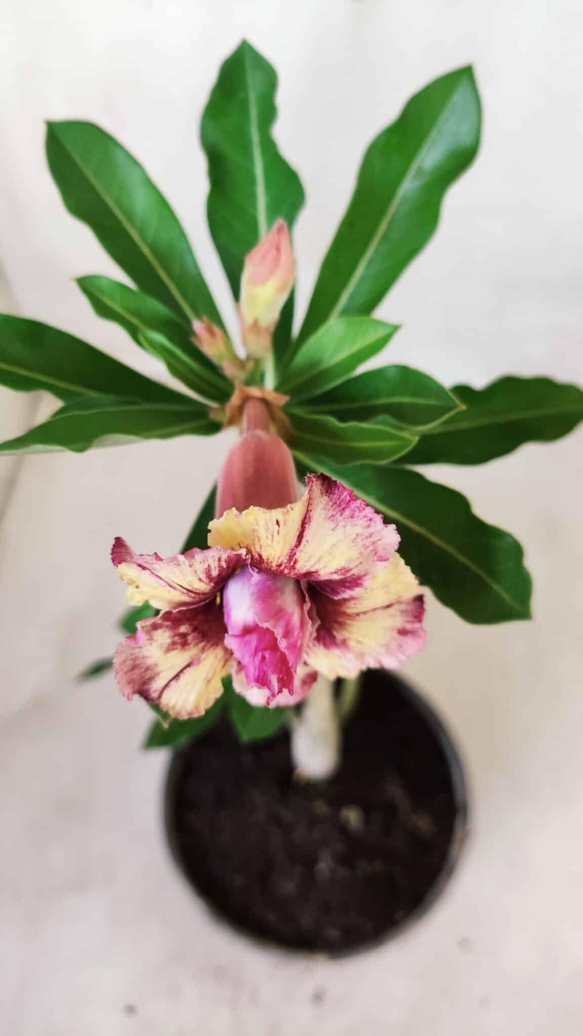 Planta Dobrada 2754 – 25cm – 01 ano