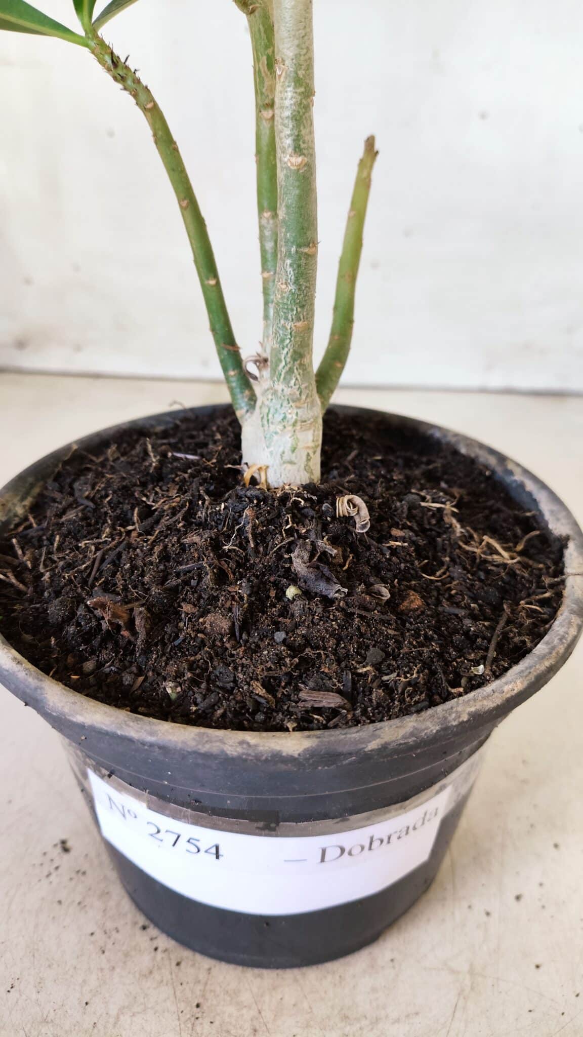 Planta Dobrada 2754 – 25cm – 01 ano