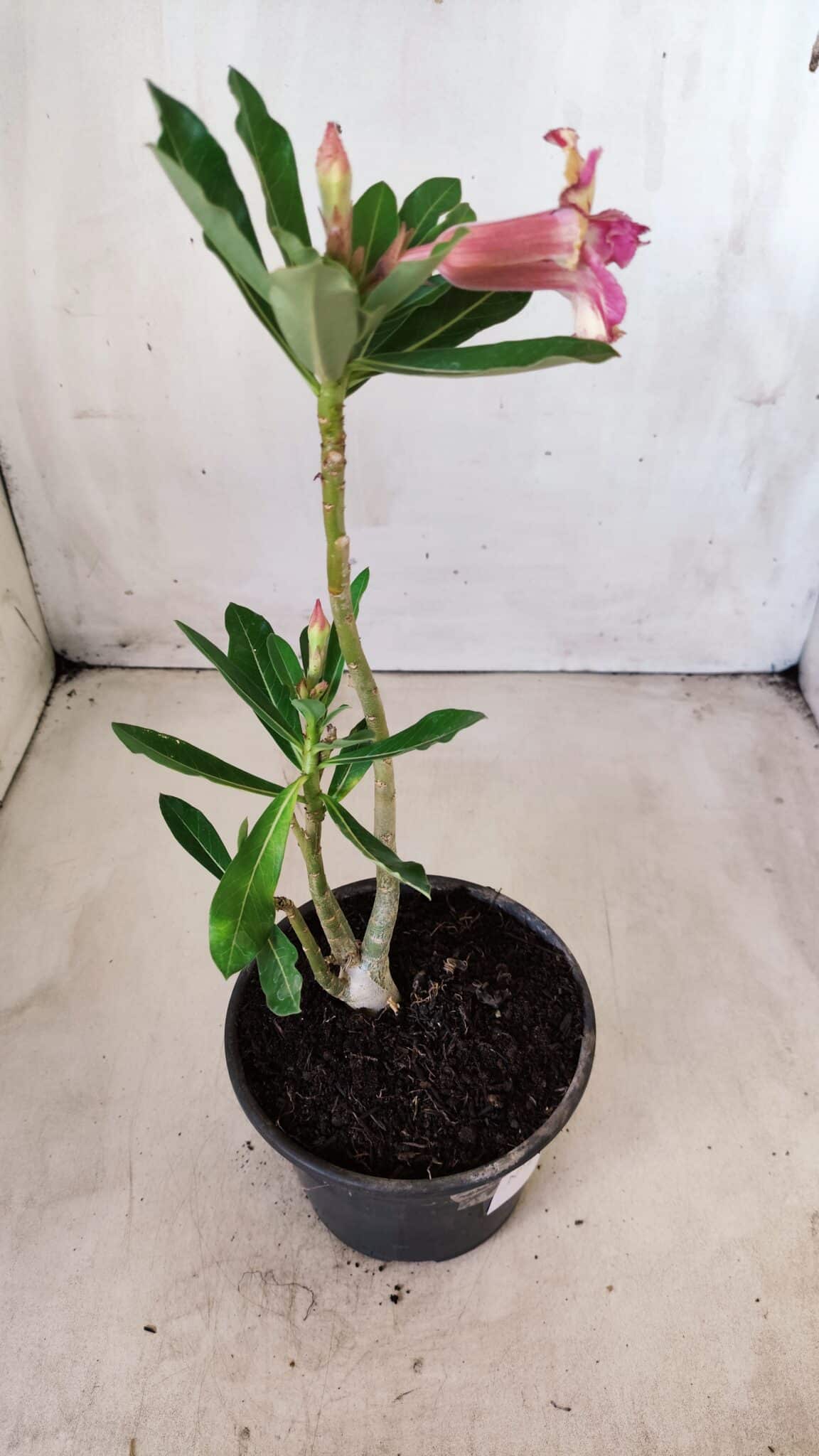 Planta Dobrada 2754 – 25cm – 01 ano