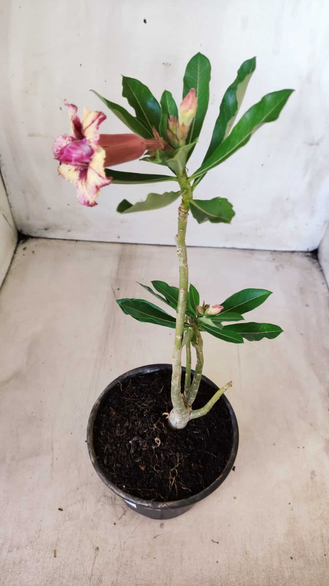 Planta Dobrada 2754 – 25cm – 01 ano