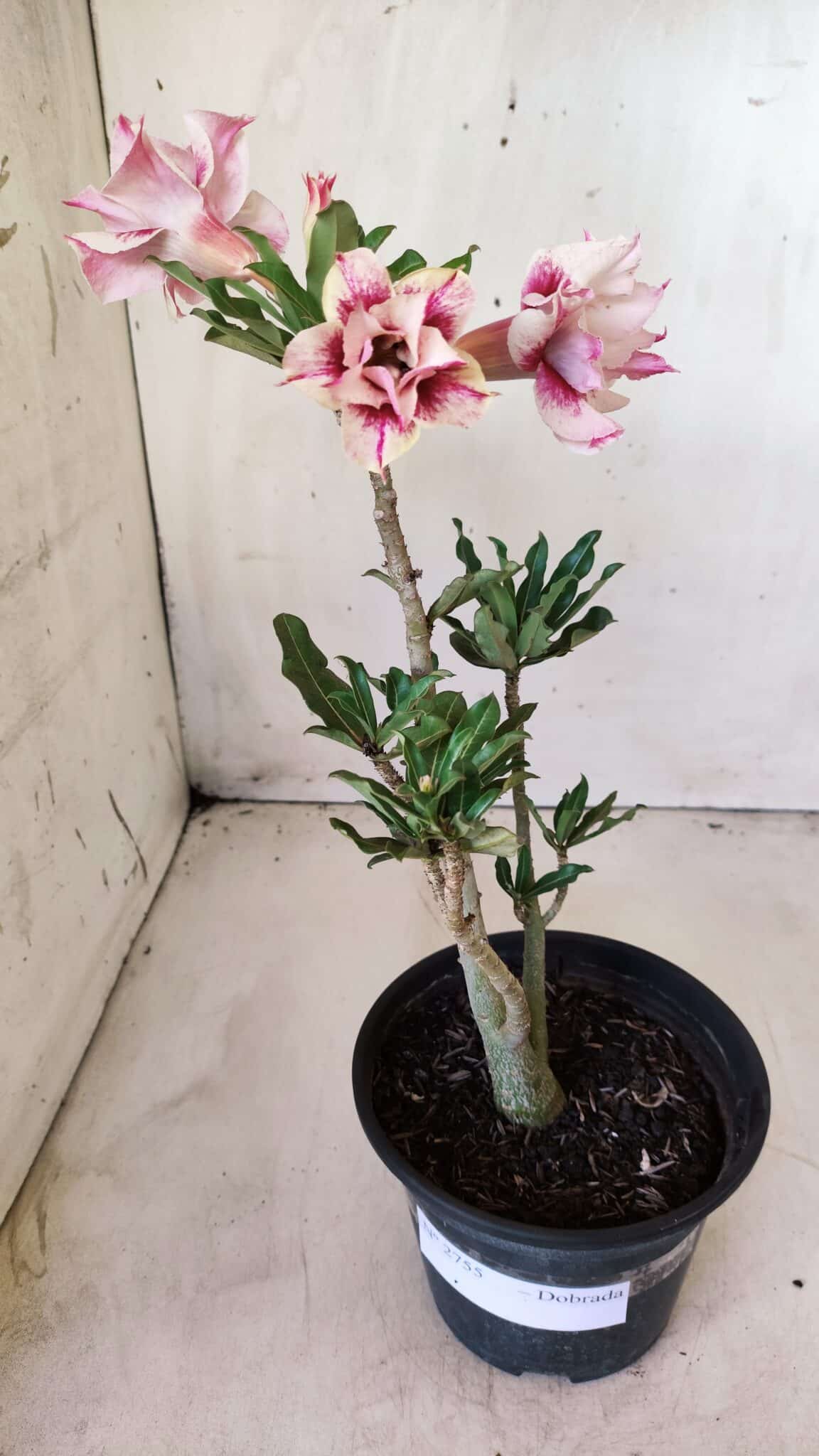 Planta Dobrada 2755 – 30cm – 02 anos