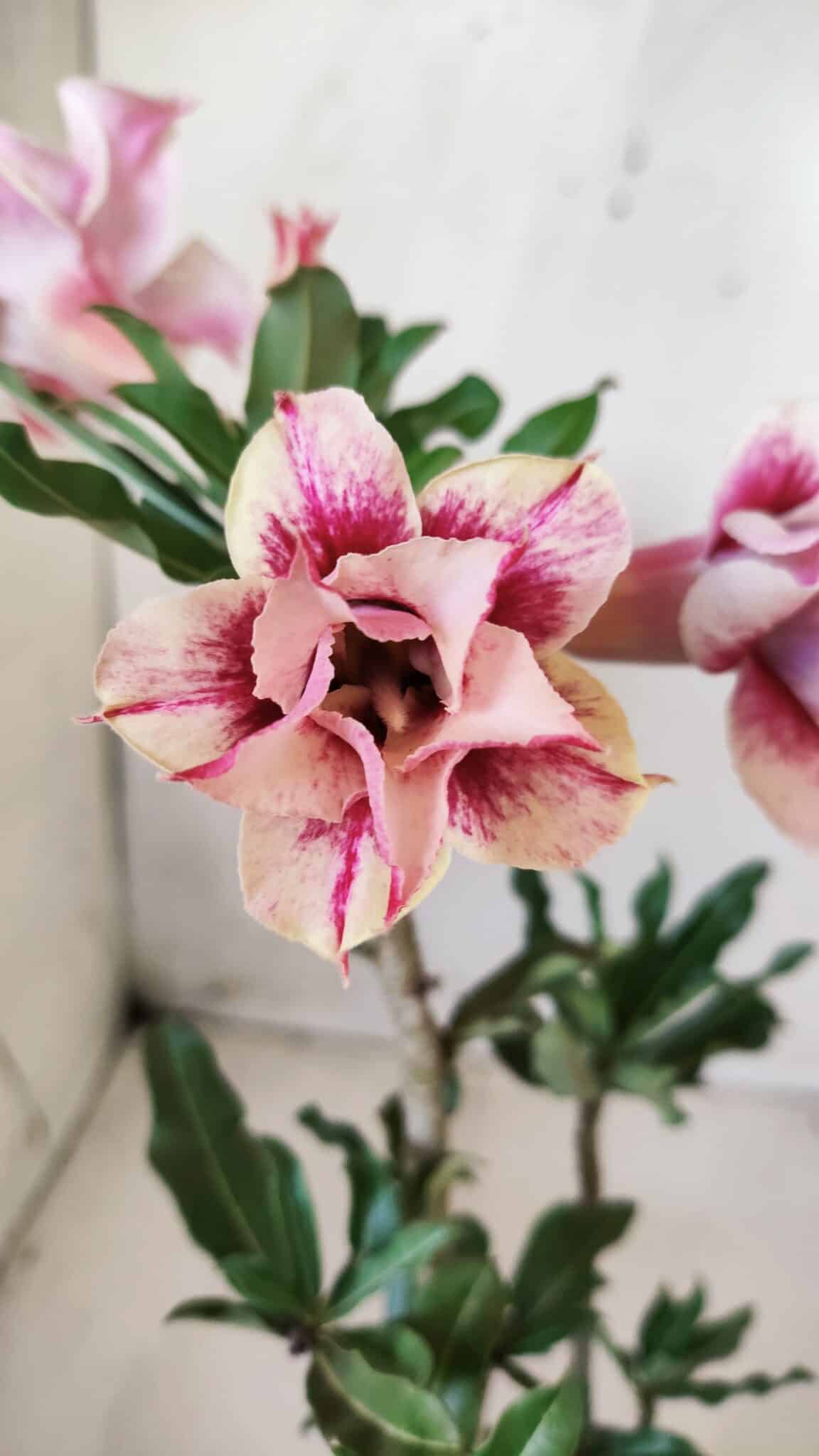 Planta Dobrada 2755 – 30cm – 02 anos