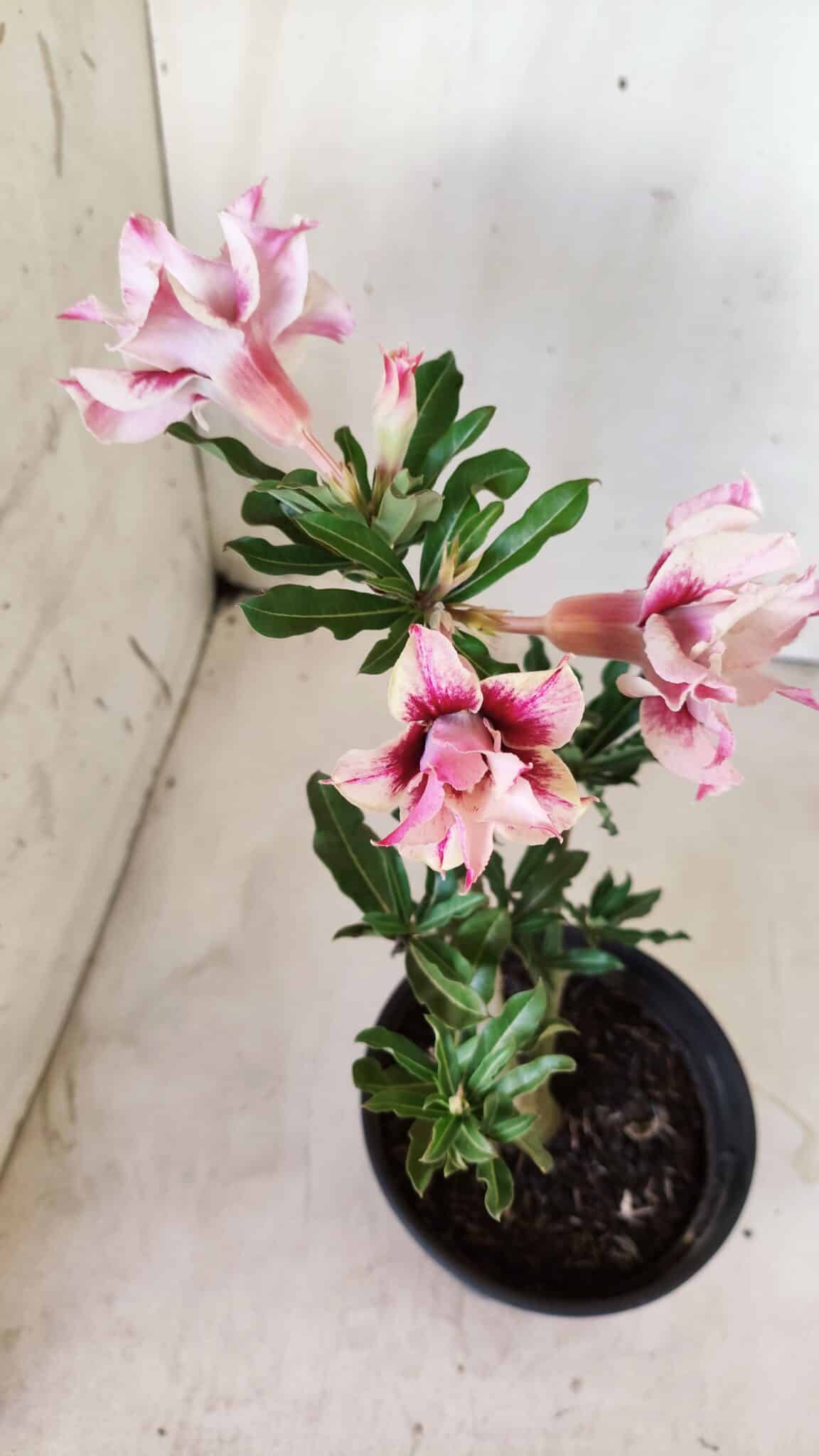 Planta Dobrada 2755 – 30cm – 02 anos