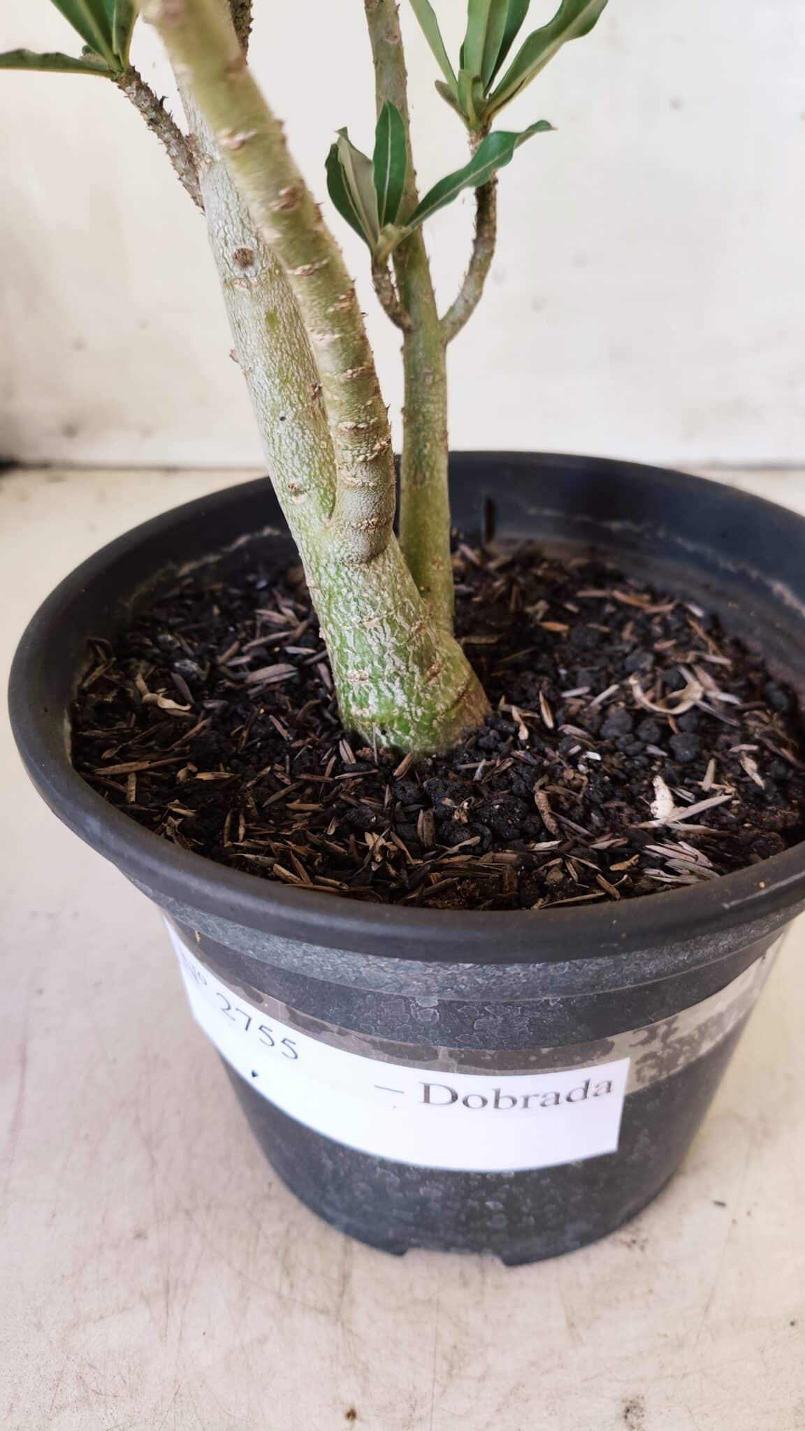 Planta Dobrada 2755 – 30cm – 02 anos