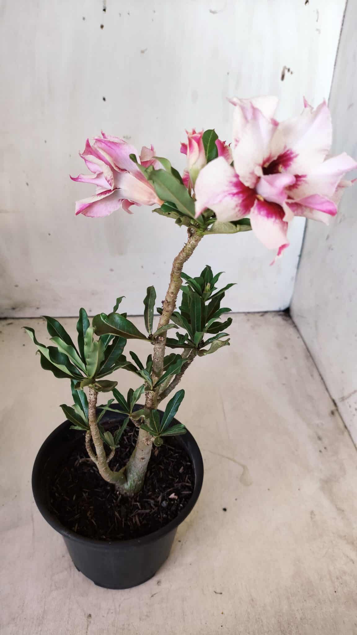 Planta Dobrada 2755 – 30cm – 02 anos