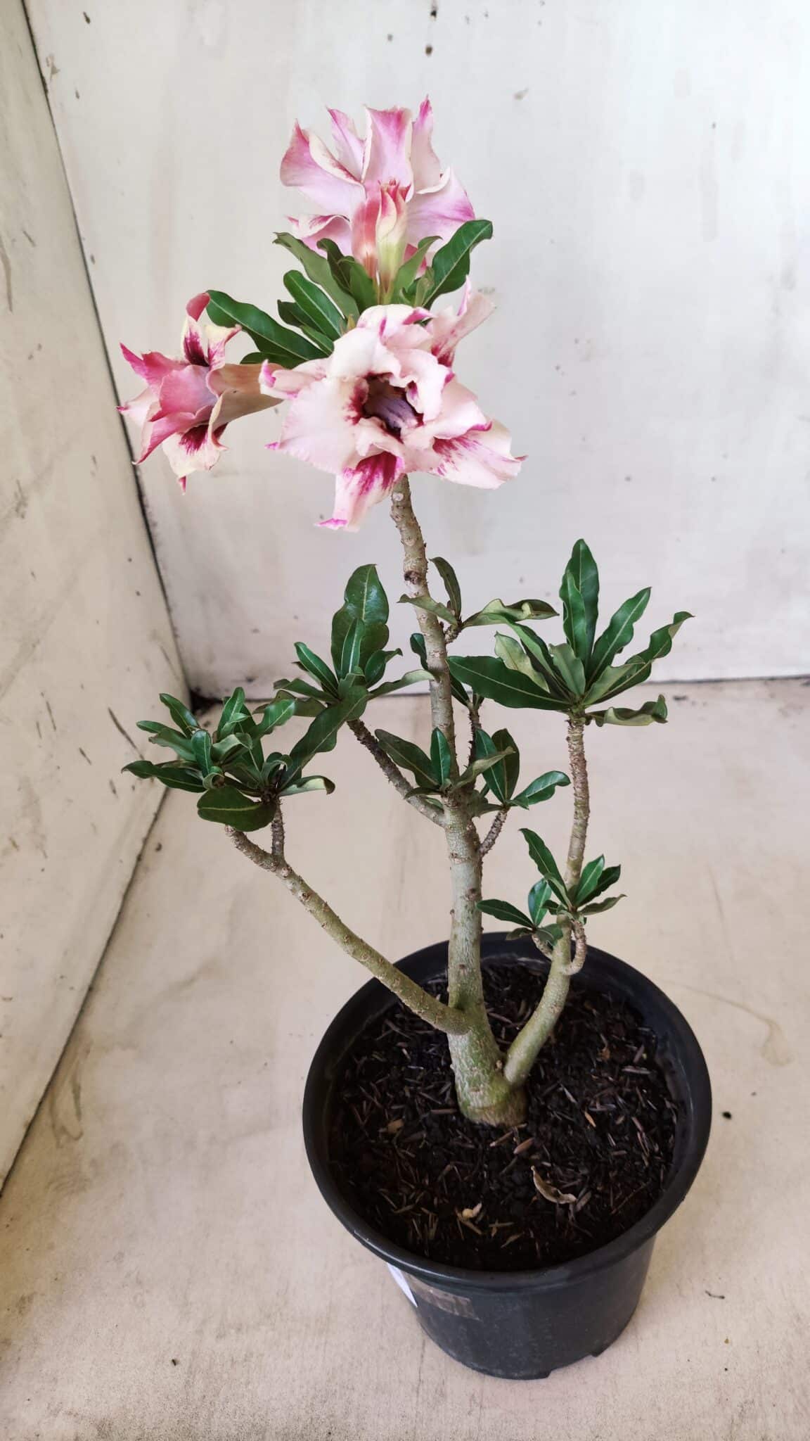 Planta Dobrada 2755 – 30cm – 02 anos
