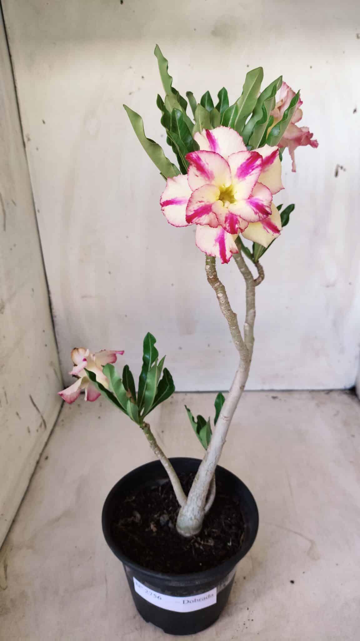 Planta Dobrada 2756 – 30cm – 02 anos