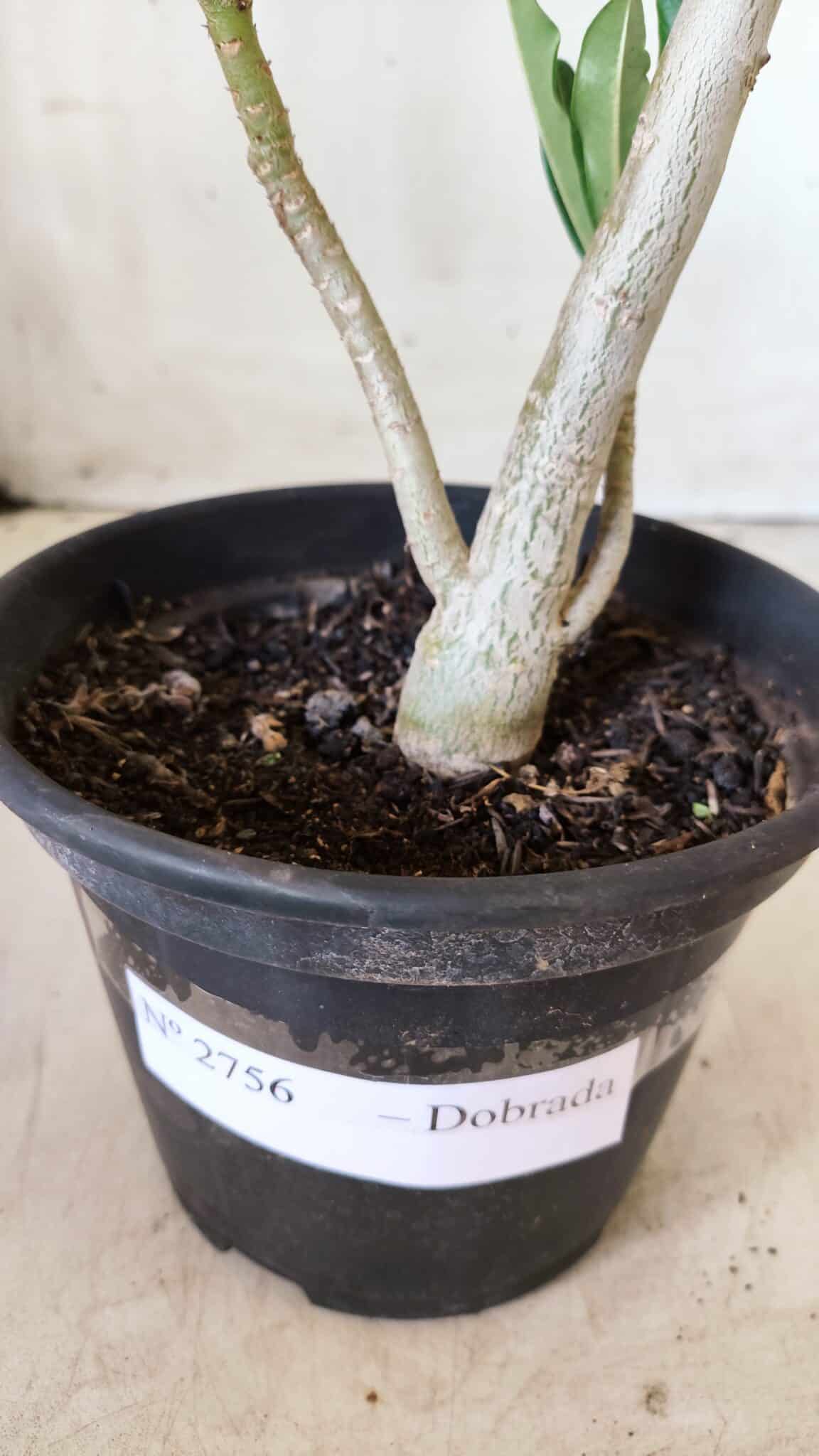 Planta Dobrada 2756 – 30cm – 02 anos