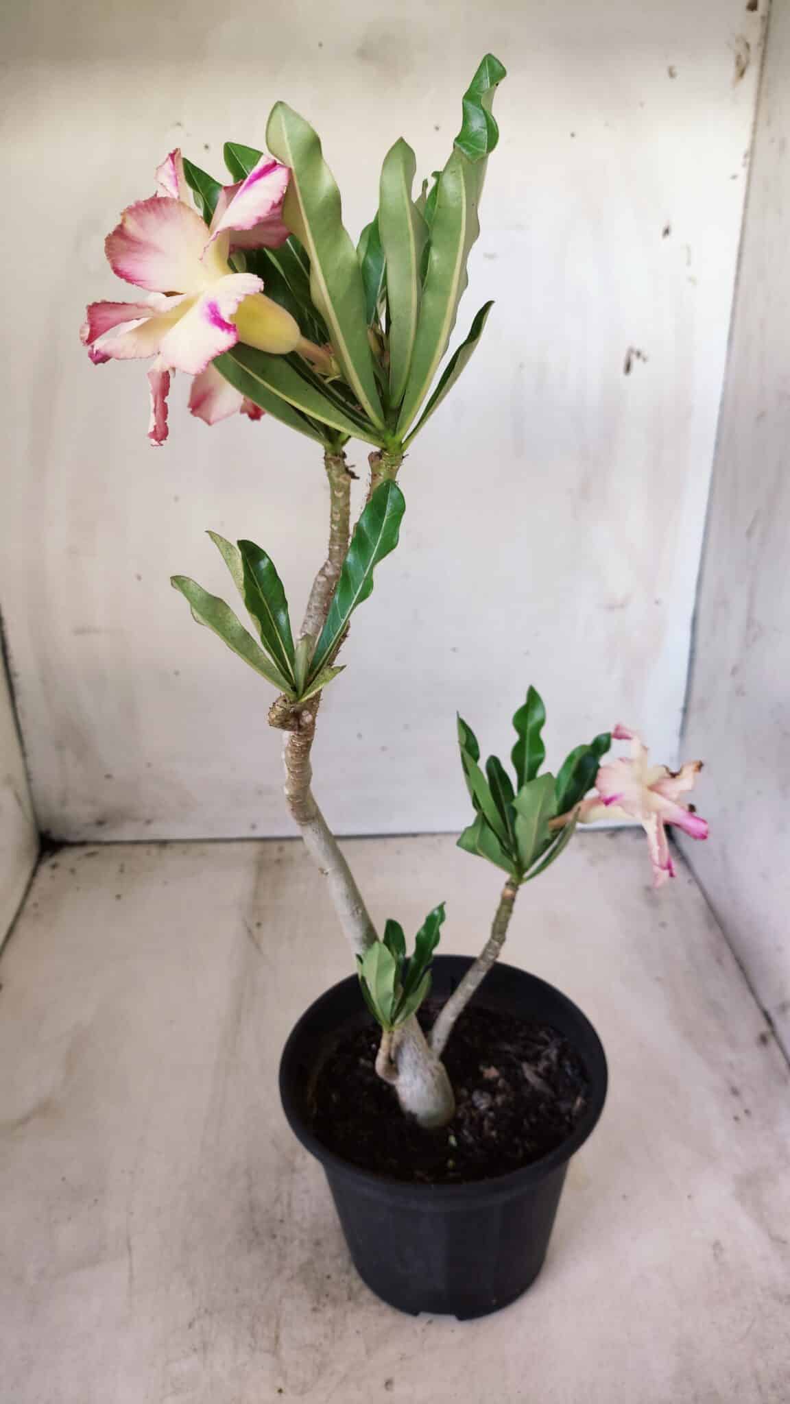 Planta Dobrada 2756 – 30cm – 02 anos