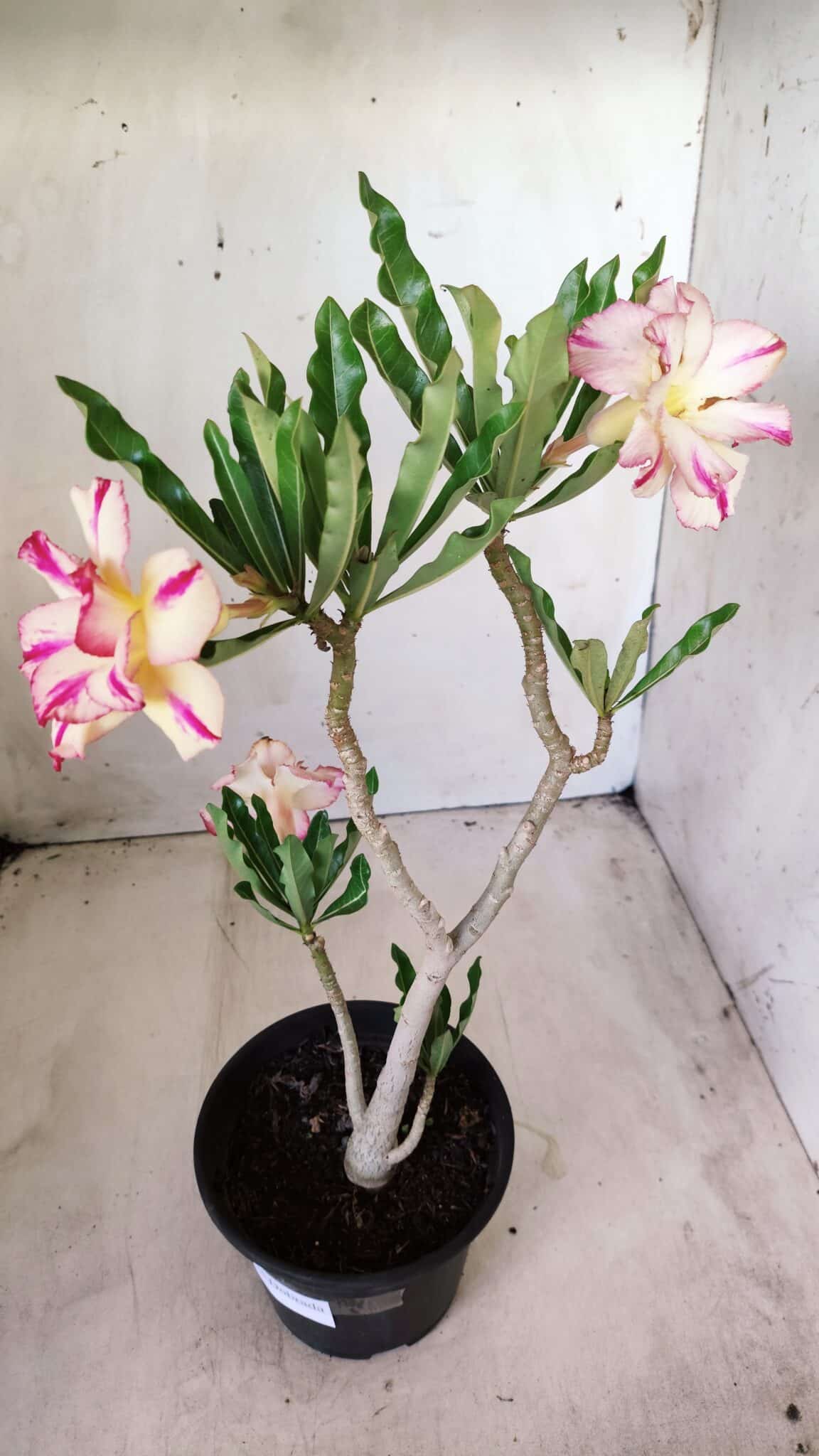 Planta Dobrada 2756 – 30cm – 02 anos
