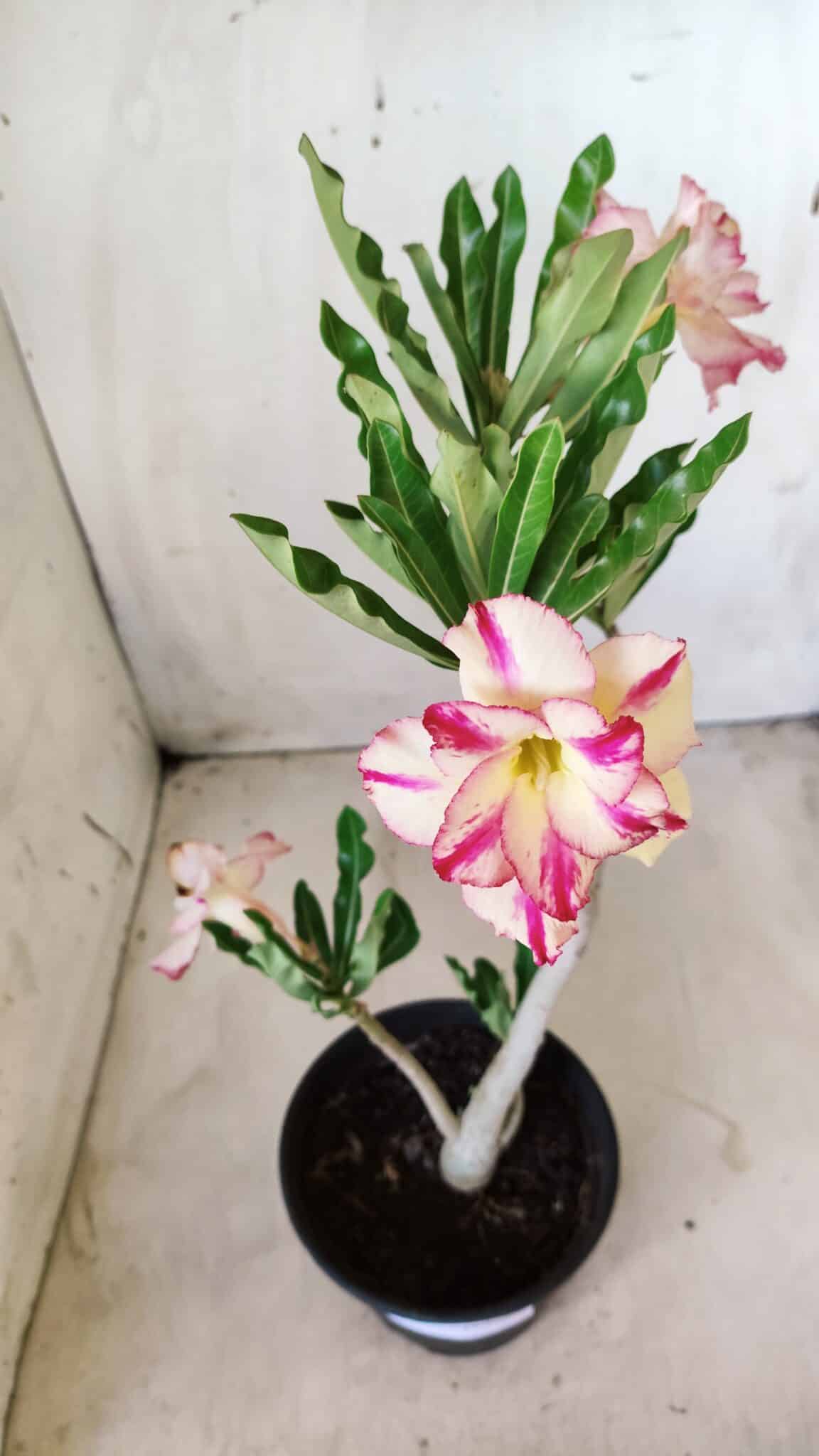 Planta Dobrada 2756 – 30cm – 02 anos