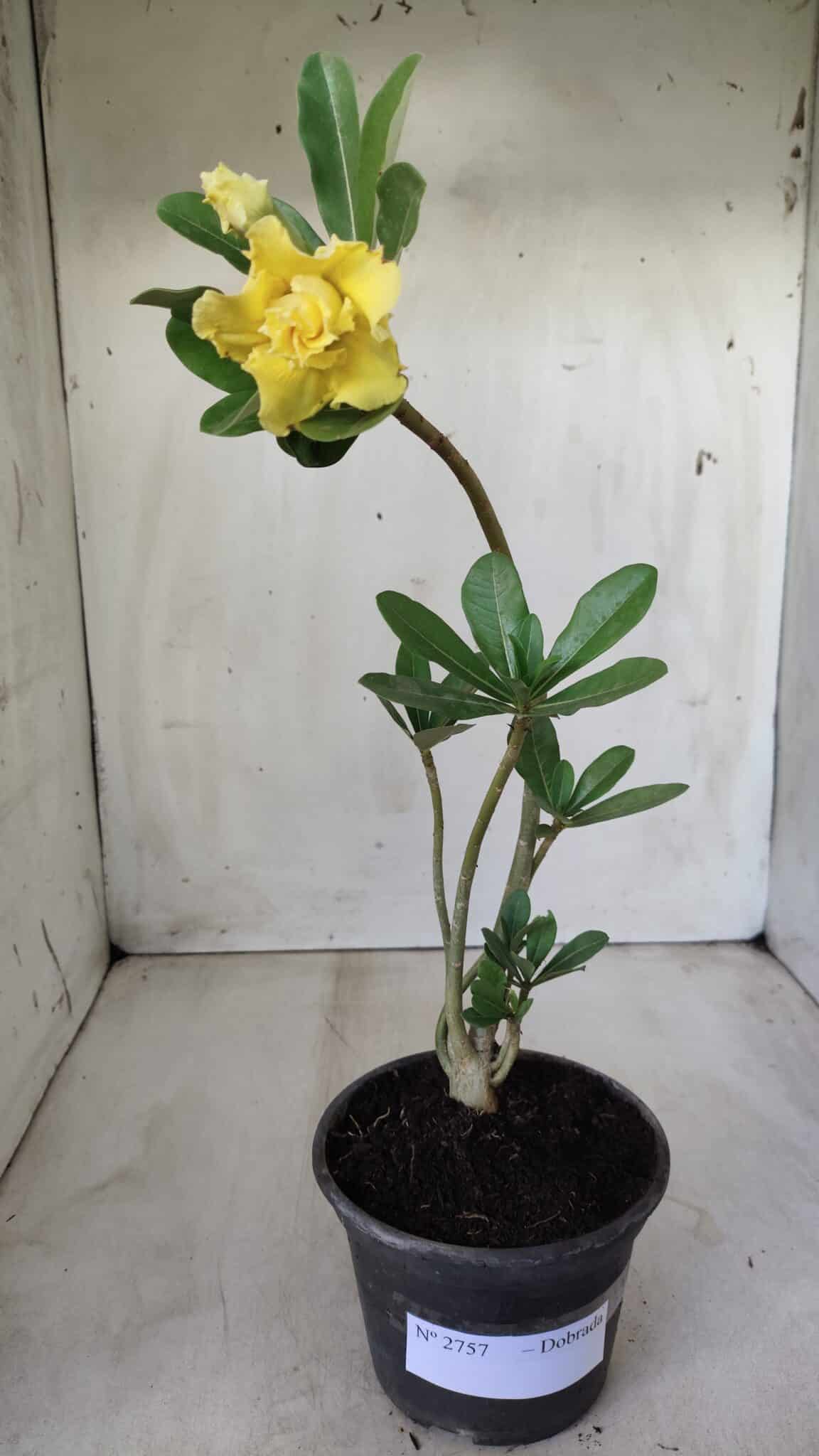 Planta Dobrada 2757 – 25cm – 01 ano