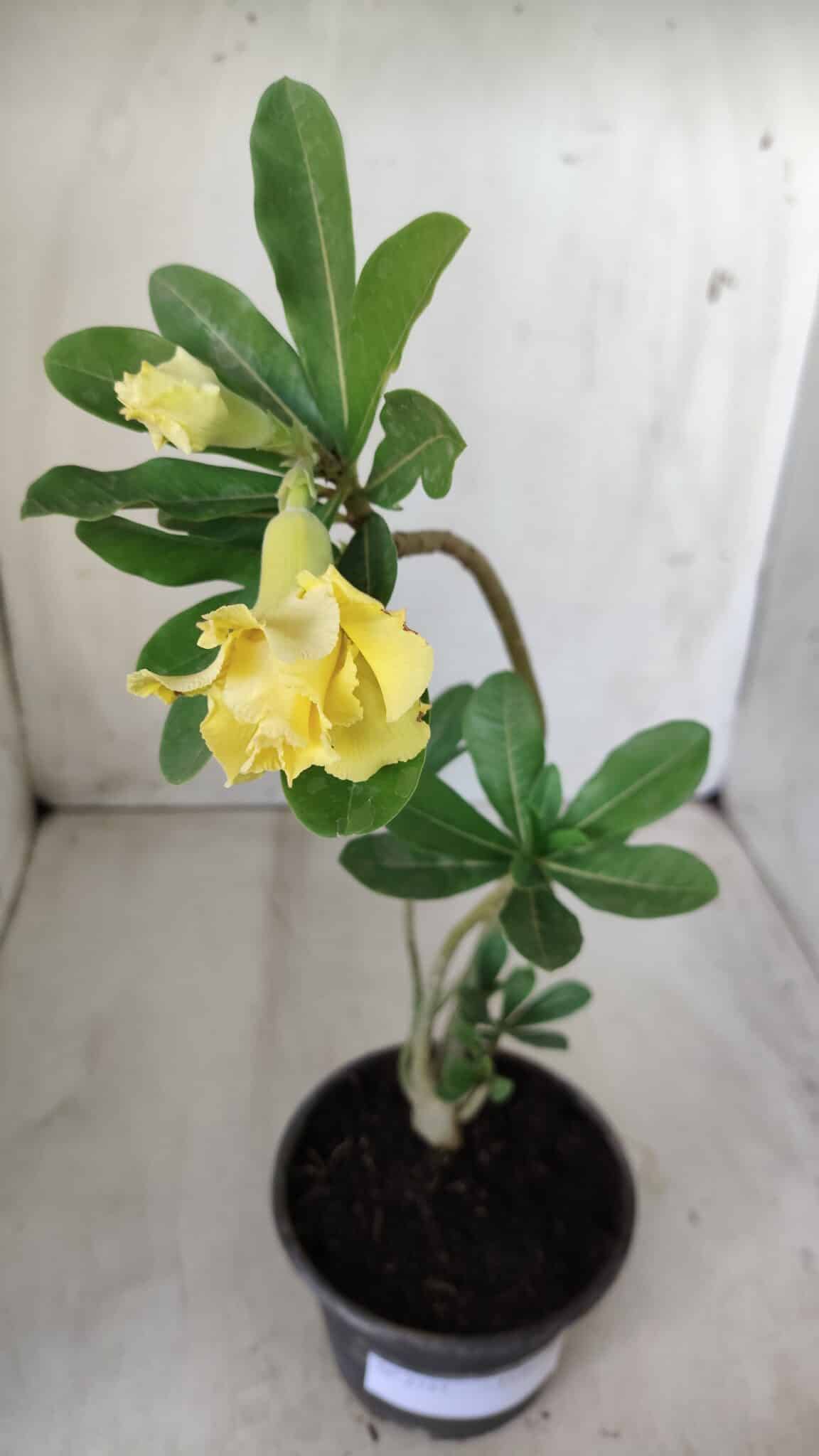 Planta Dobrada 2757 – 25cm – 01 ano