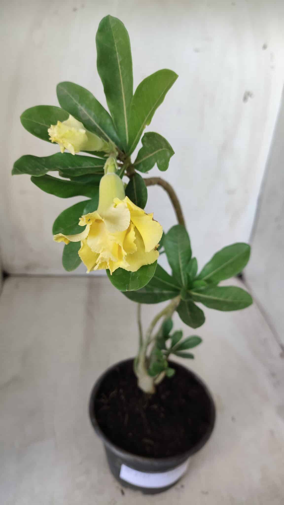 Planta Dobrada 2757 – 25cm – 01 ano