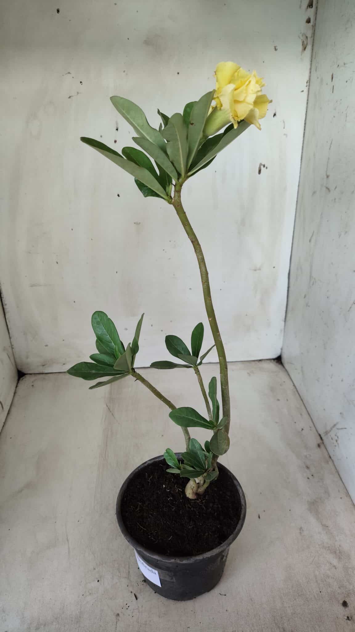Planta Dobrada 2757 – 25cm – 01 ano
