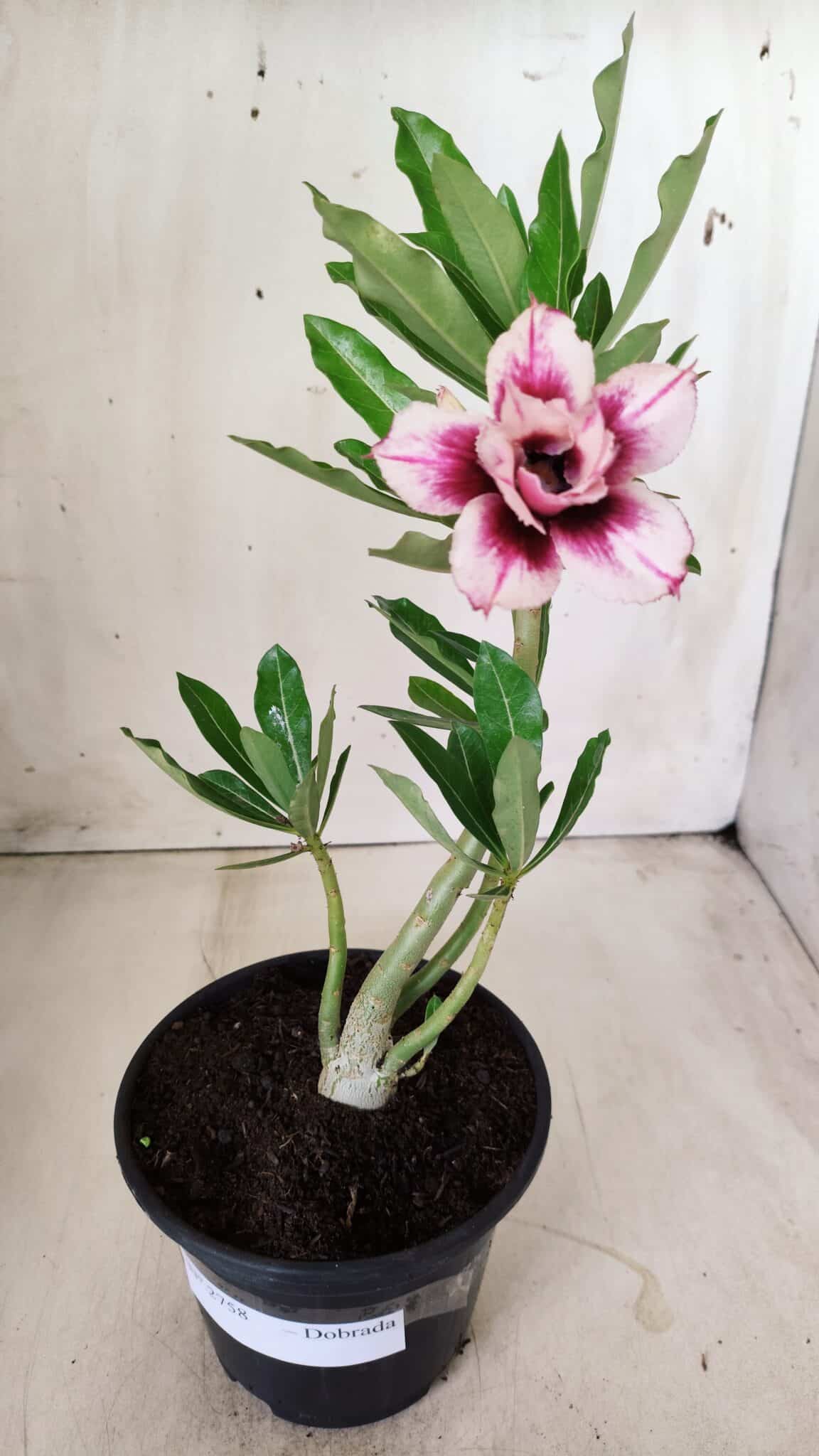 Planta Dobrada 2758 – 30cm – 02 anos