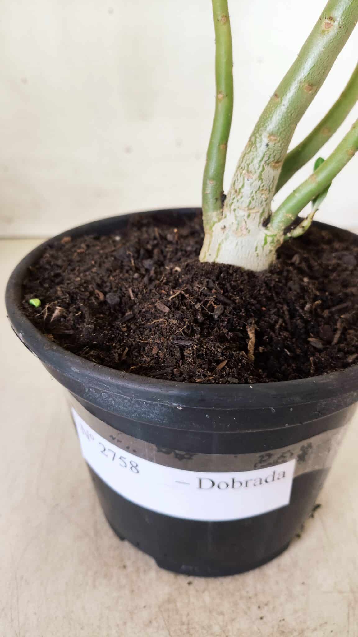 Planta Dobrada 2758 – 30cm – 02 anos