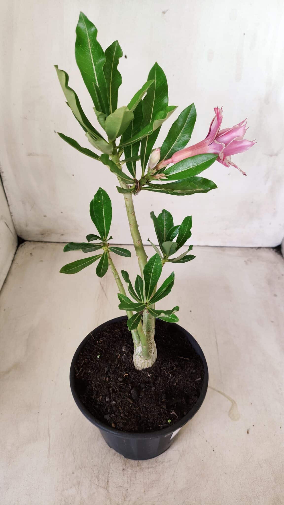 Planta Dobrada 2758 – 30cm – 02 anos