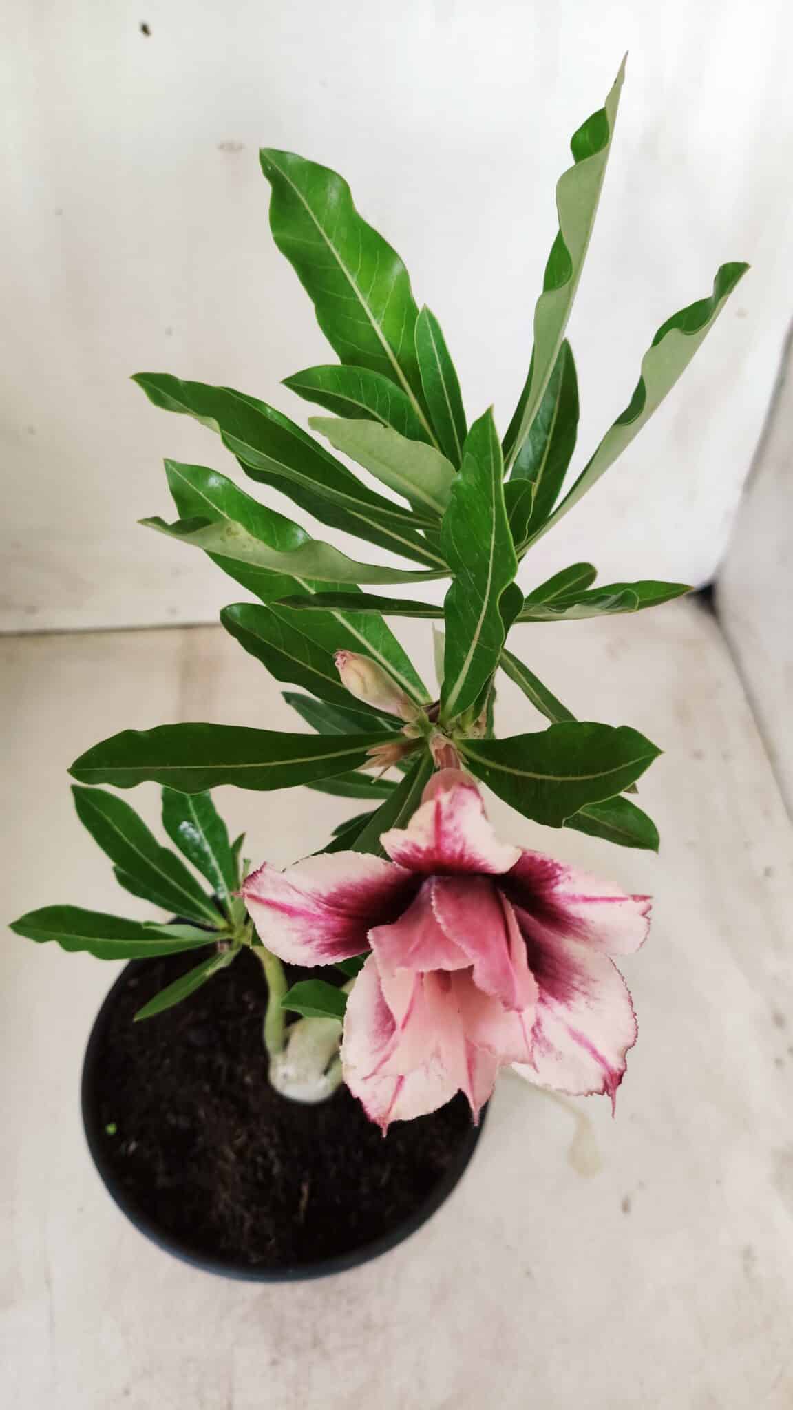 Planta Dobrada 2758 – 30cm – 02 anos