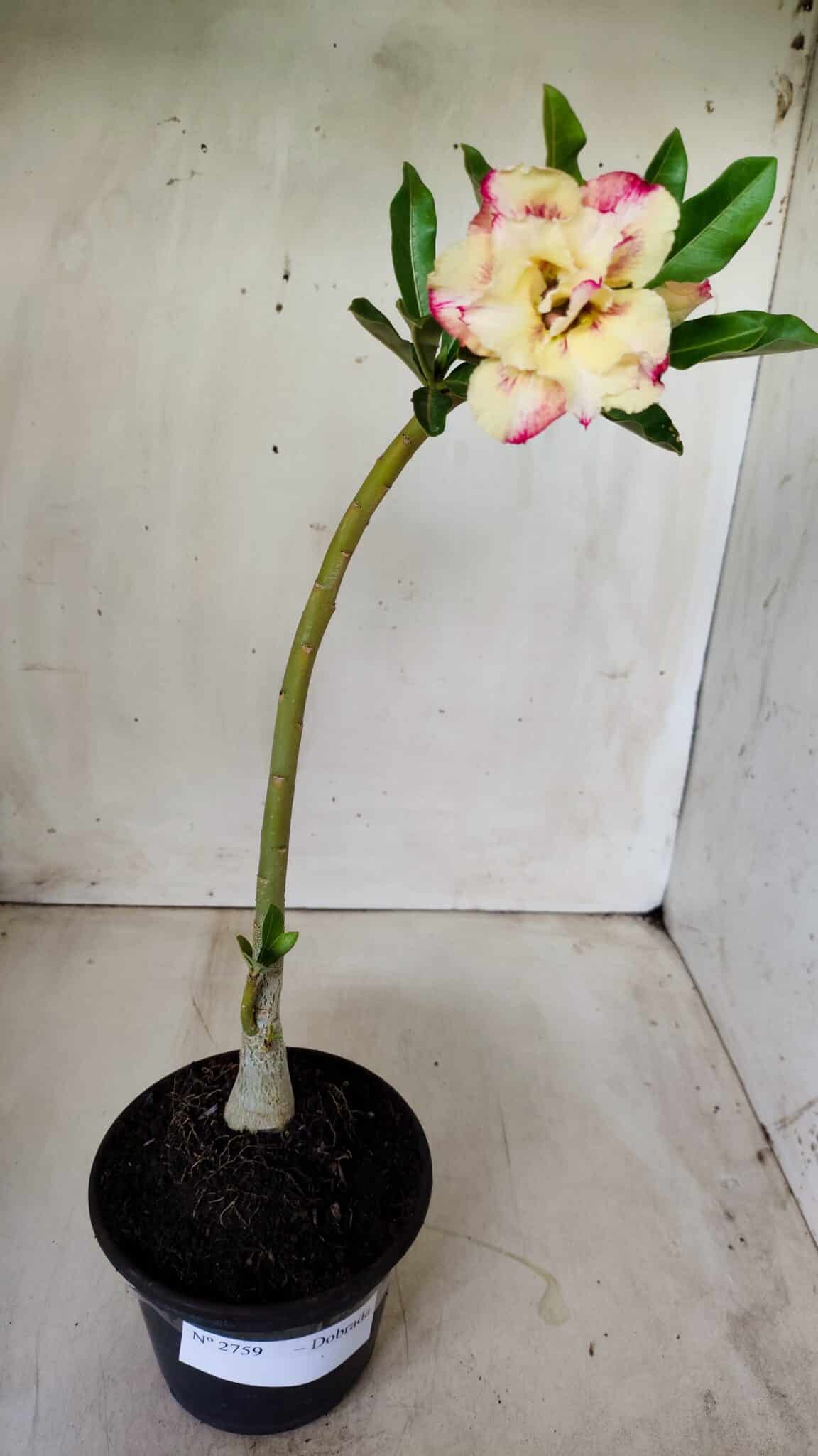 Planta Dobrada 2759 – 30cm – 02 anos