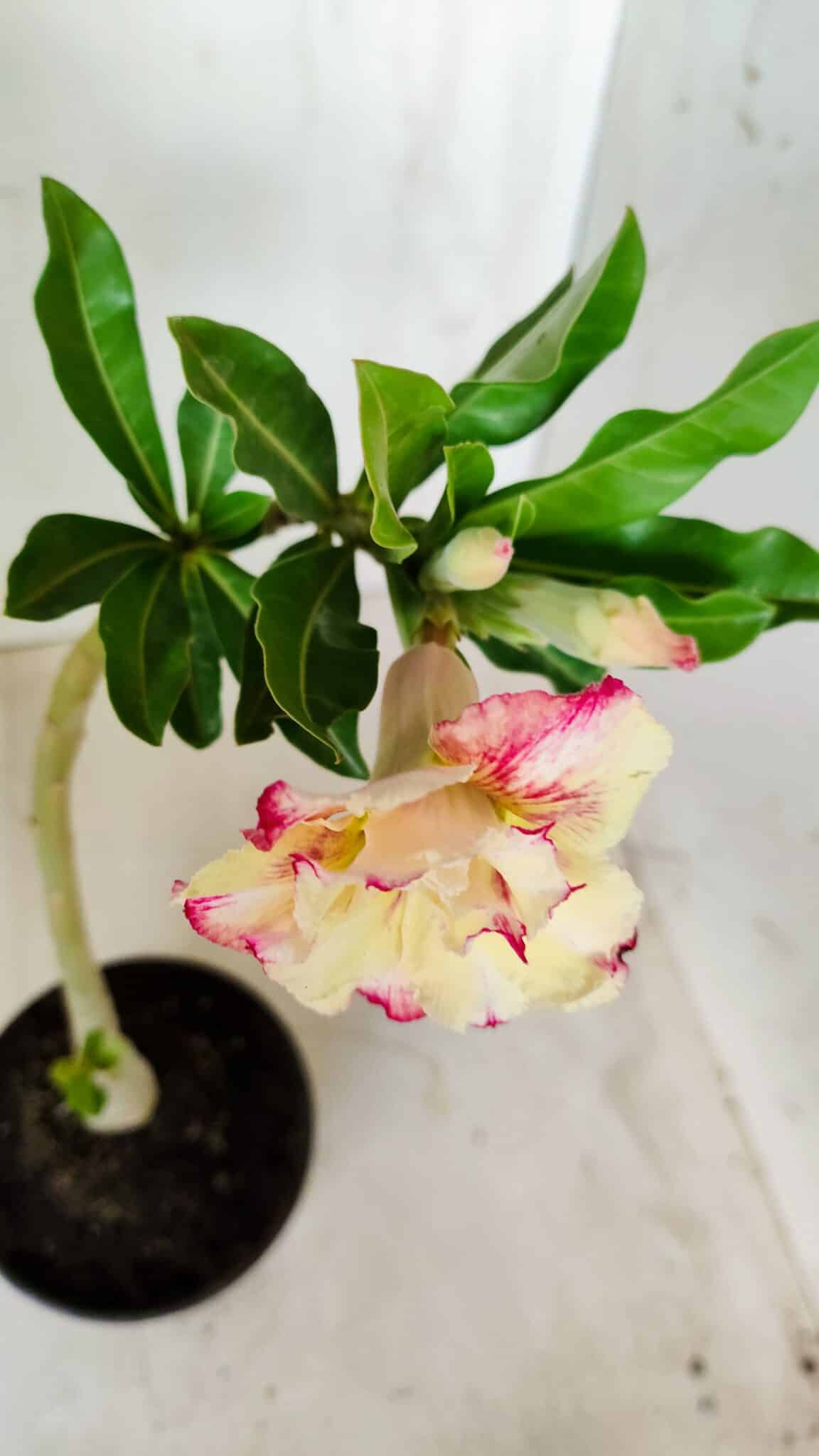 Planta Dobrada 2759 – 30cm – 02 anos