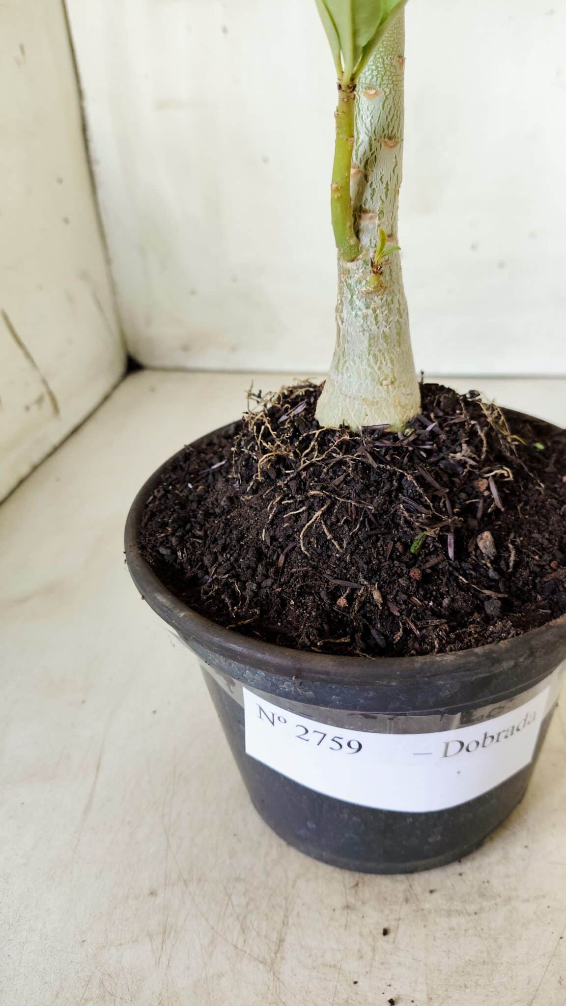 Planta Dobrada 2759 – 30cm – 02 anos