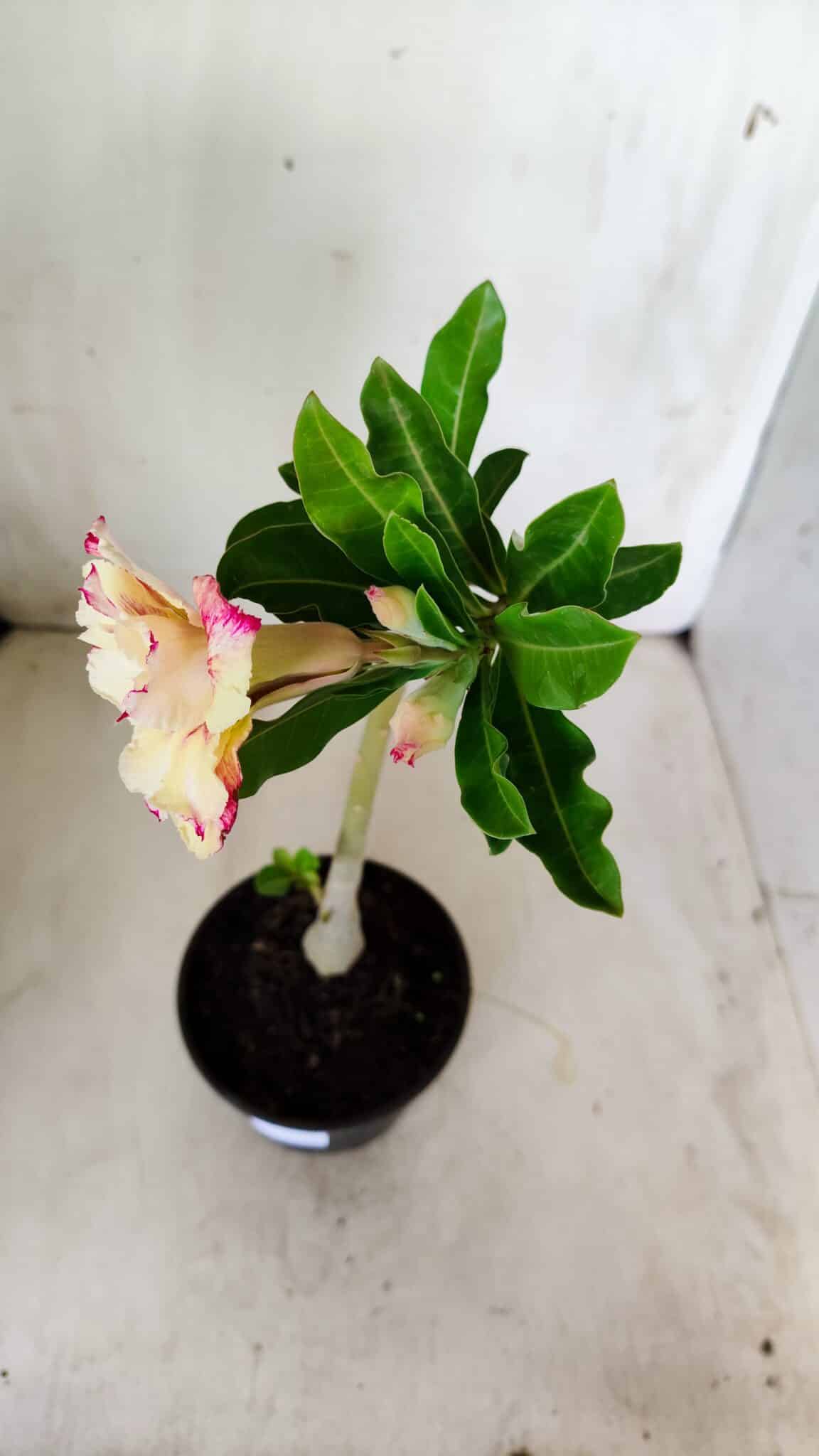 Planta Dobrada 2759 – 30cm – 02 anos