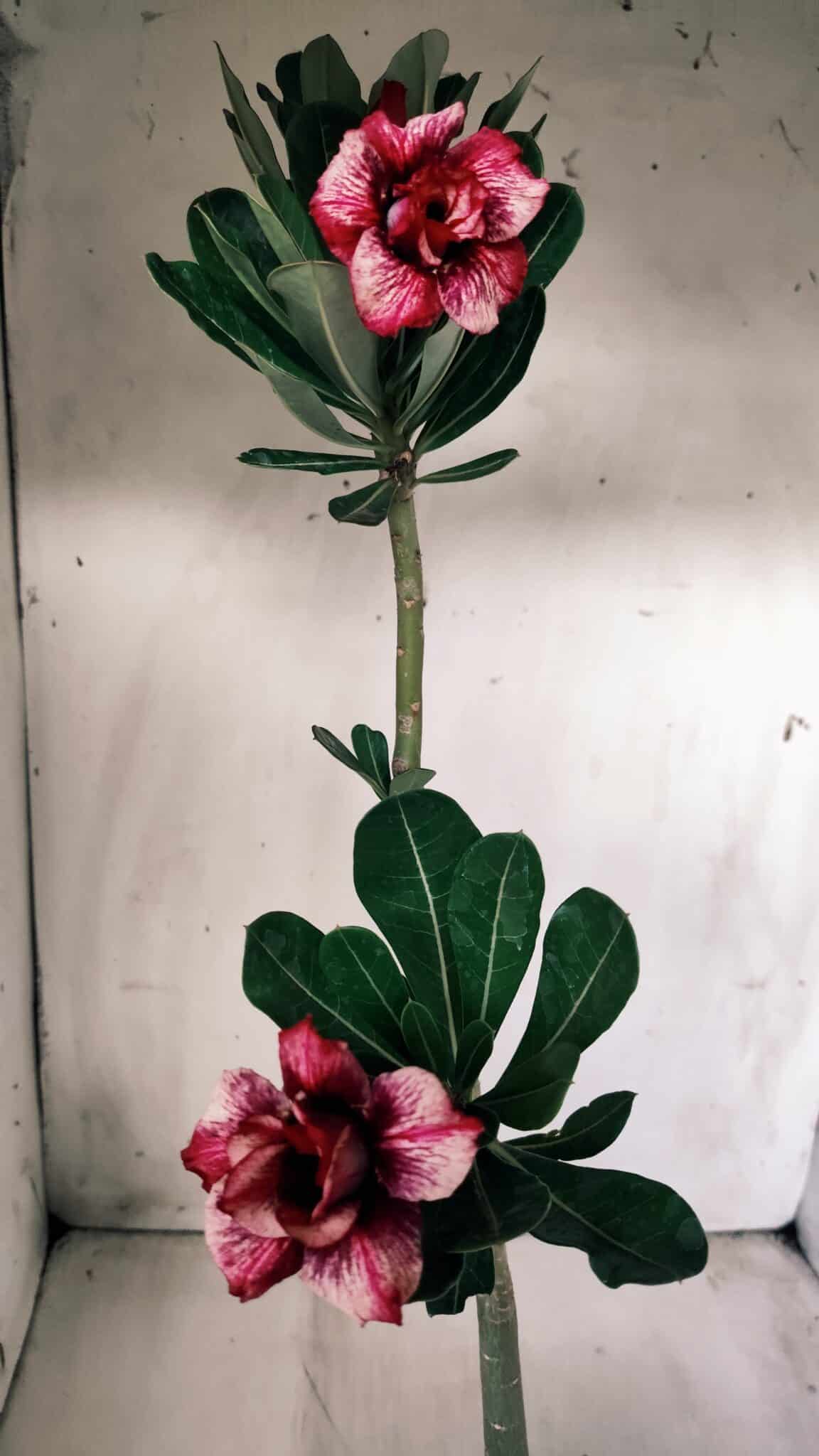 Planta Dobrada 2760 – 30cm – 02 anos