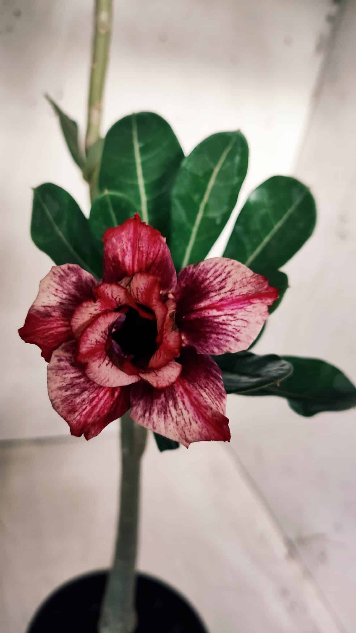 Planta Dobrada 2760 – 30cm – 02 anos