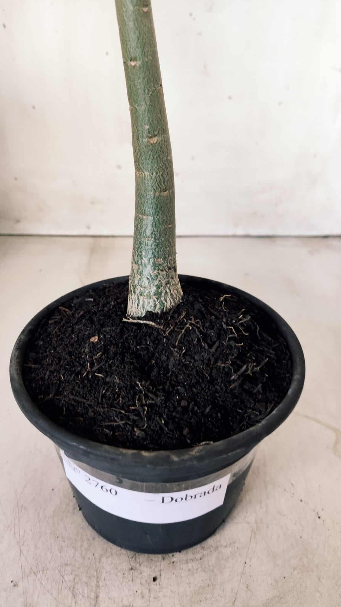 Planta Dobrada 2760 – 30cm – 02 anos