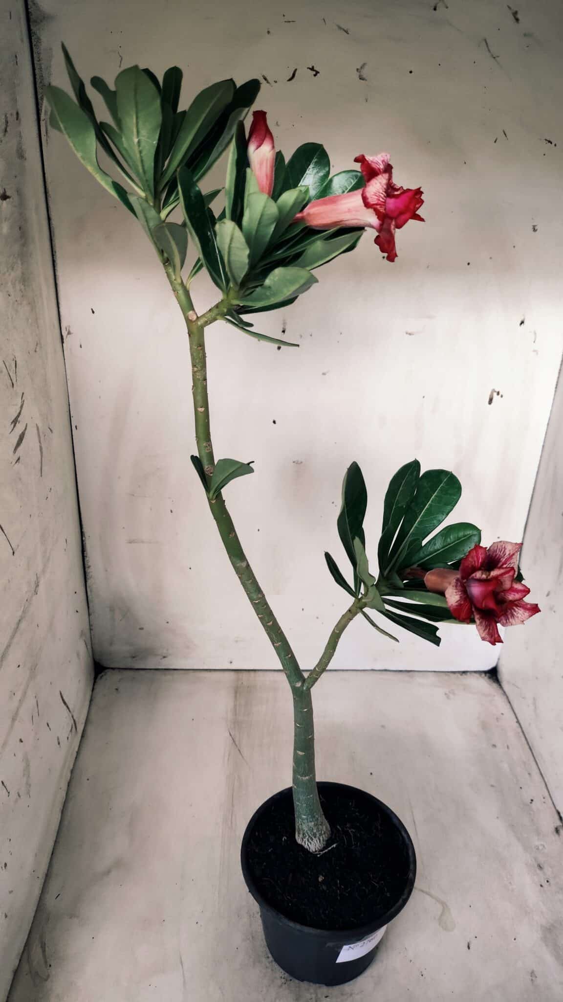 Planta Dobrada 2760 – 30cm – 02 anos