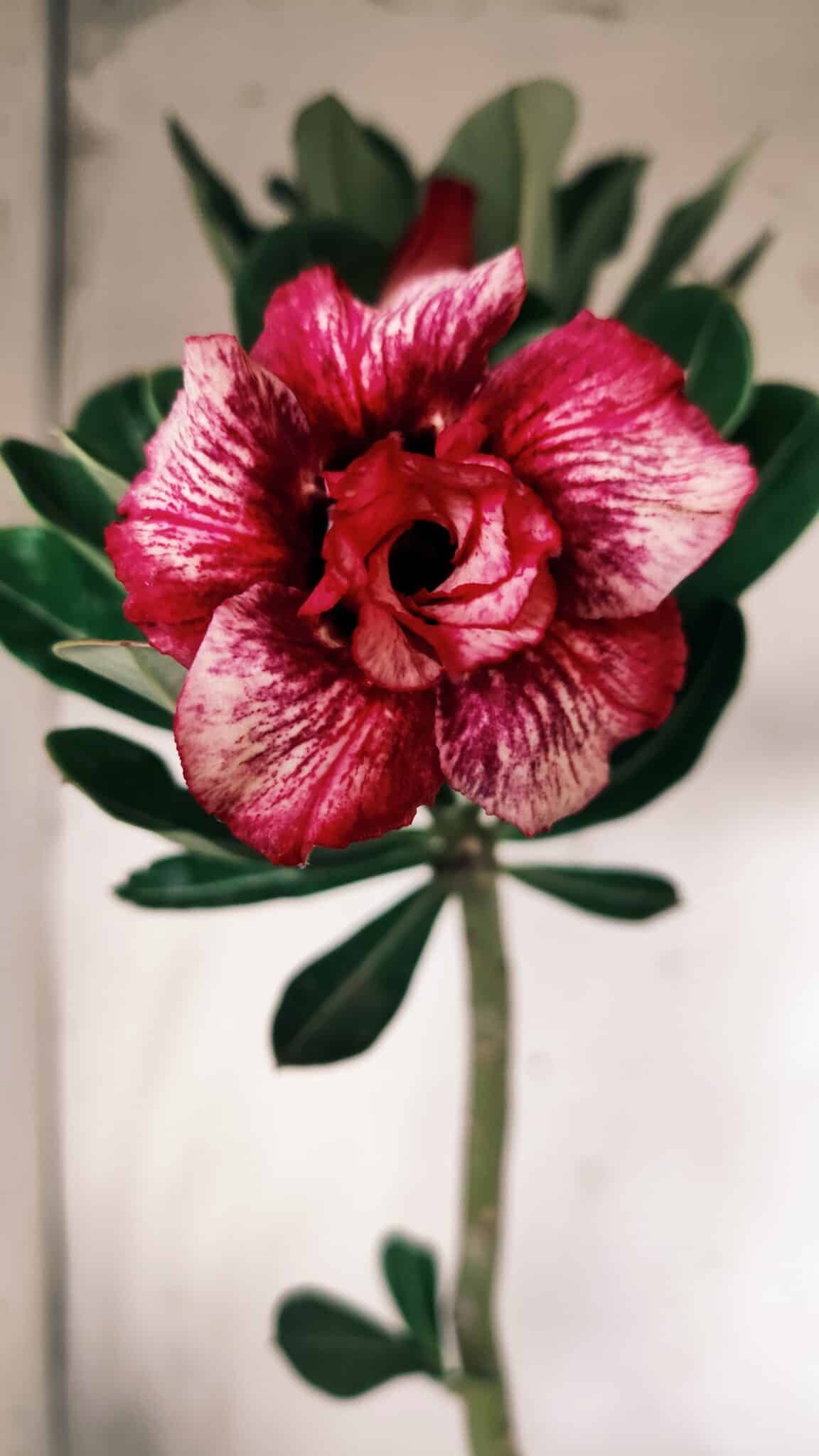 Planta Dobrada 2760 – 30cm – 02 anos