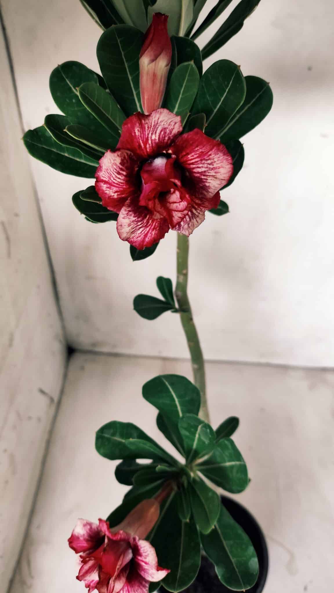 Planta Dobrada 2760 – 30cm – 02 anos