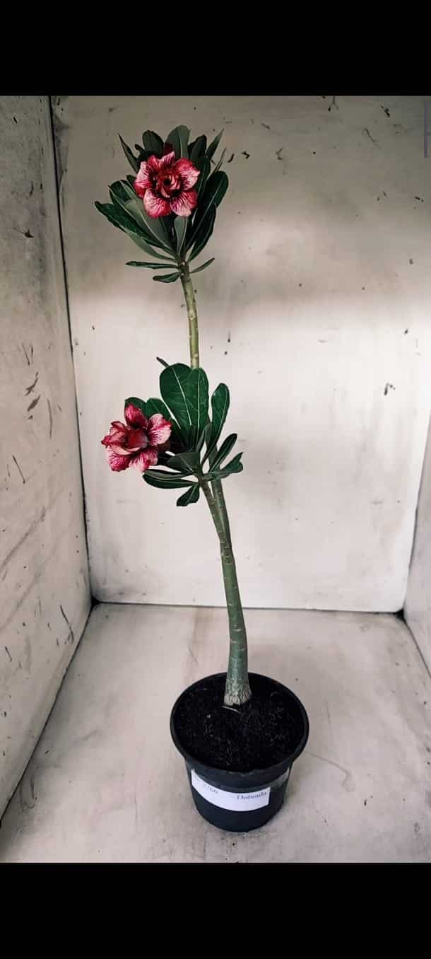 Planta Dobrada 2760 – 30cm – 02 anos