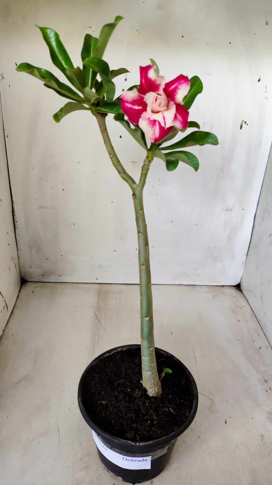 Planta Dobrada 2761 – 30cm – 02 anos