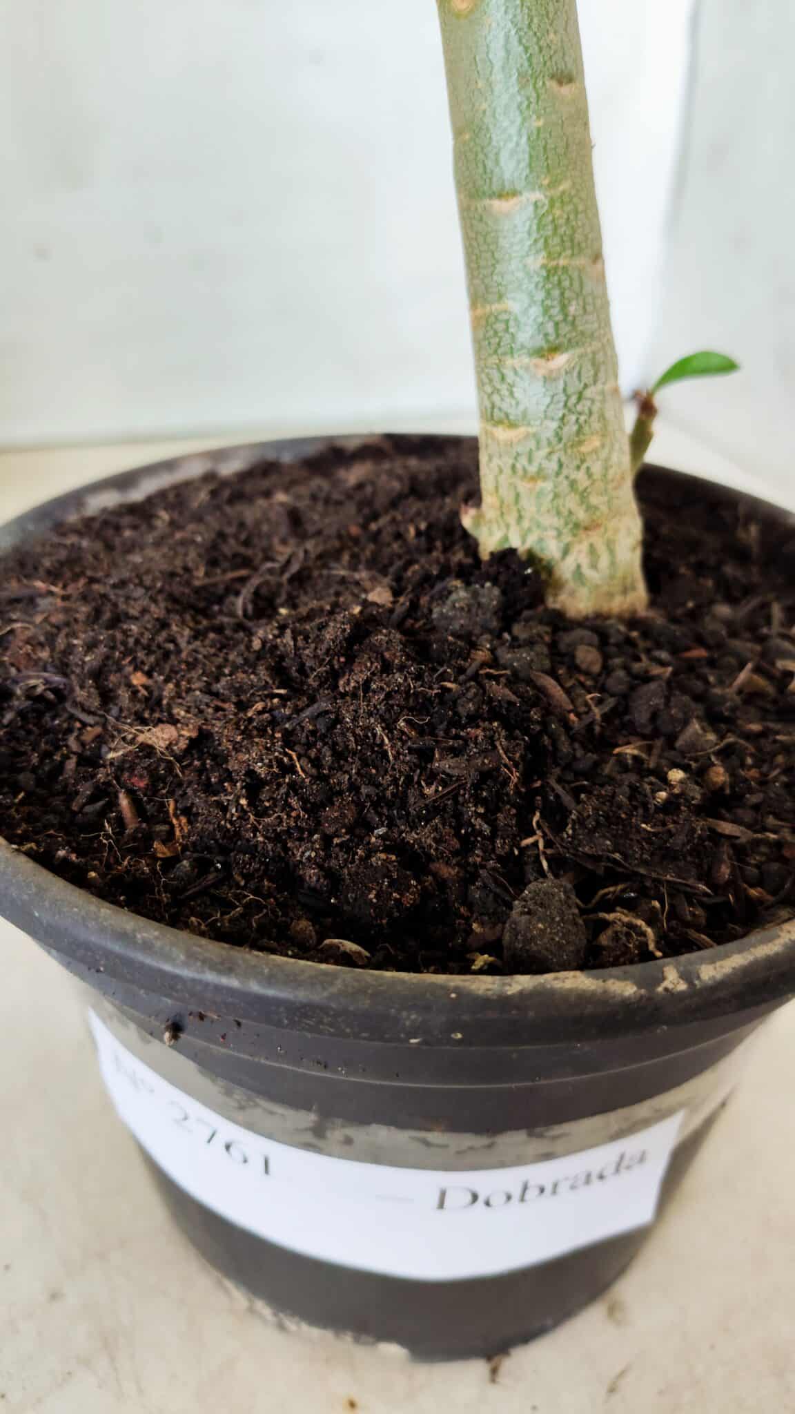 Planta Dobrada 2761 – 30cm – 02 anos