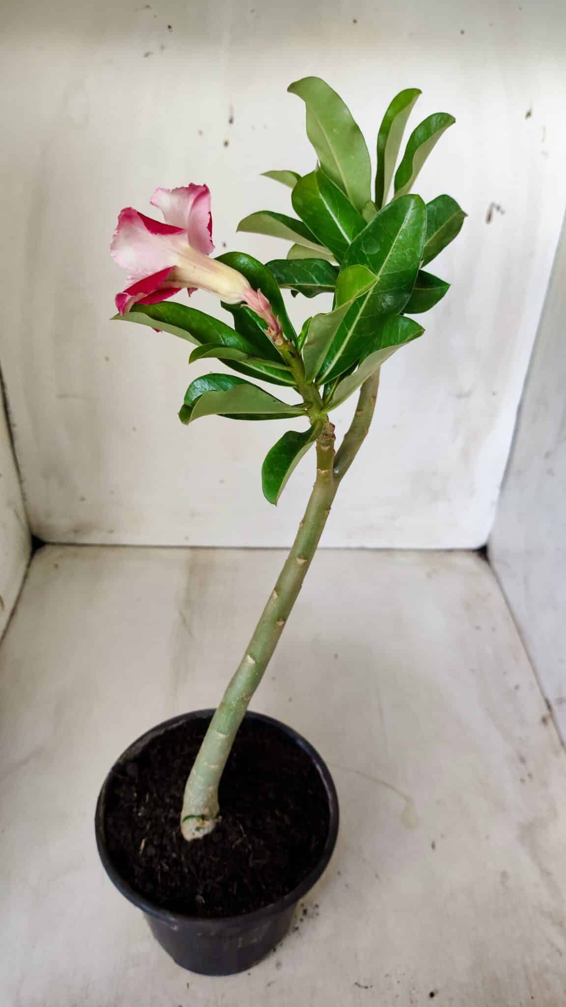 Planta Dobrada 2761 – 30cm – 02 anos
