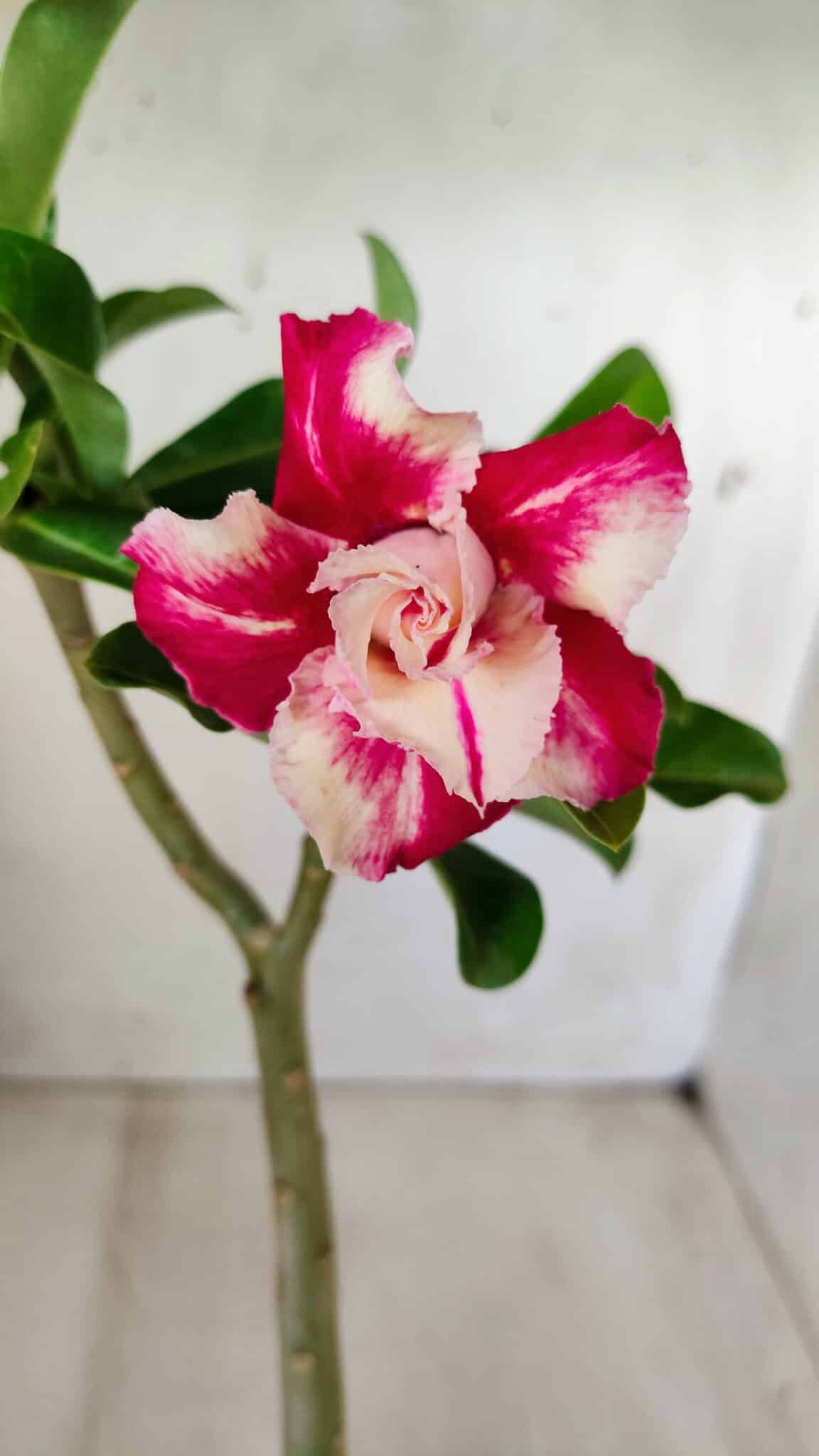 Planta Dobrada 2761 – 30cm – 02 anos