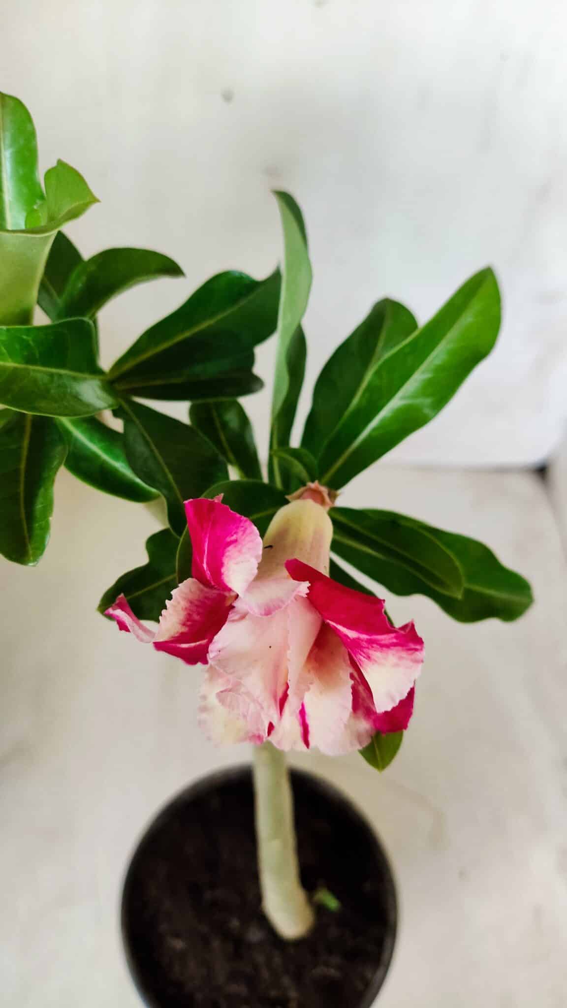 Planta Dobrada 2761 – 30cm – 02 anos