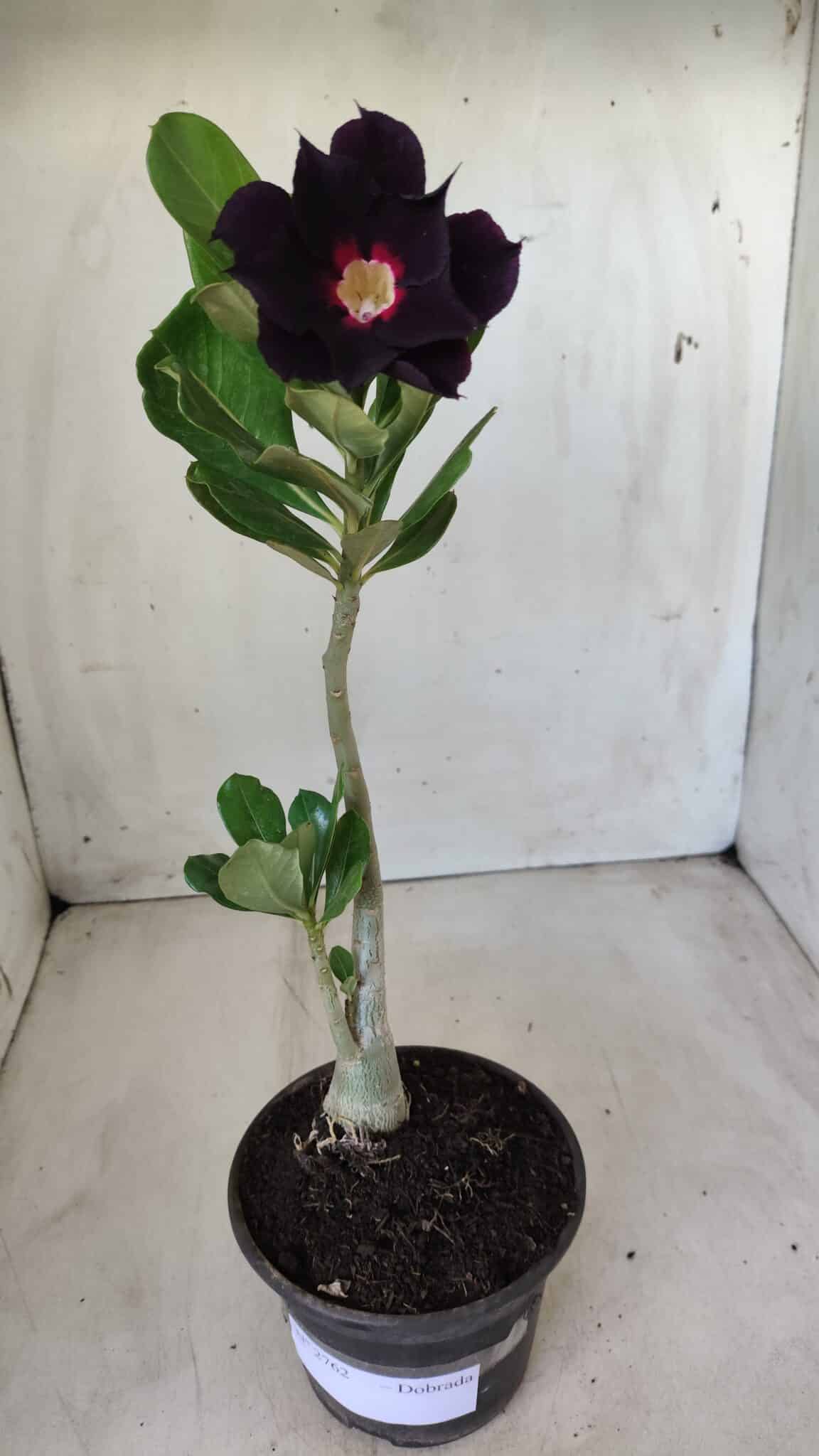 Planta Dobrada 2762 – 30cm – 02 anos