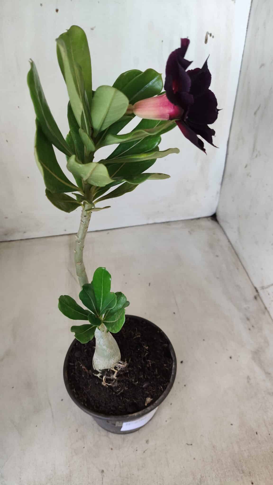 Planta Dobrada 2762 – 30cm – 02 anos