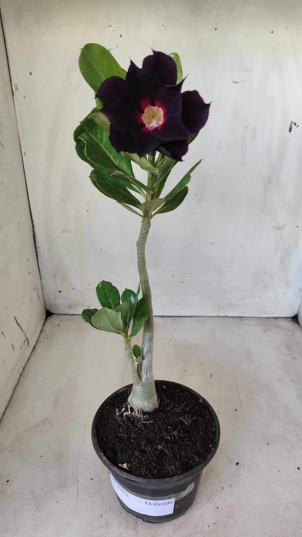 Planta Dobrada 2762 – 30cm – 02 anos