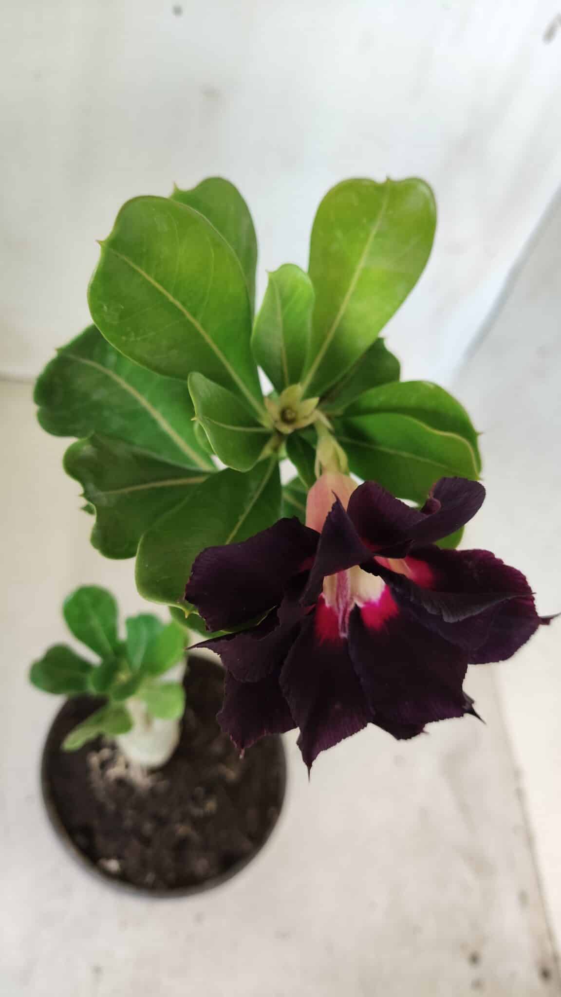 Planta Dobrada 2762 – 30cm – 02 anos