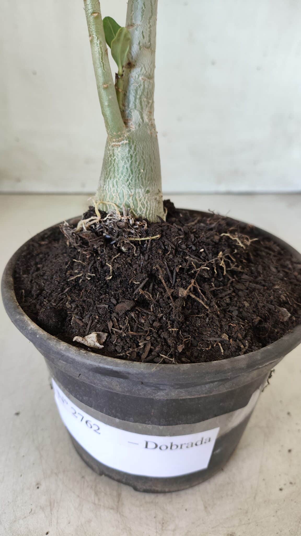 Planta Dobrada 2762 – 30cm – 02 anos