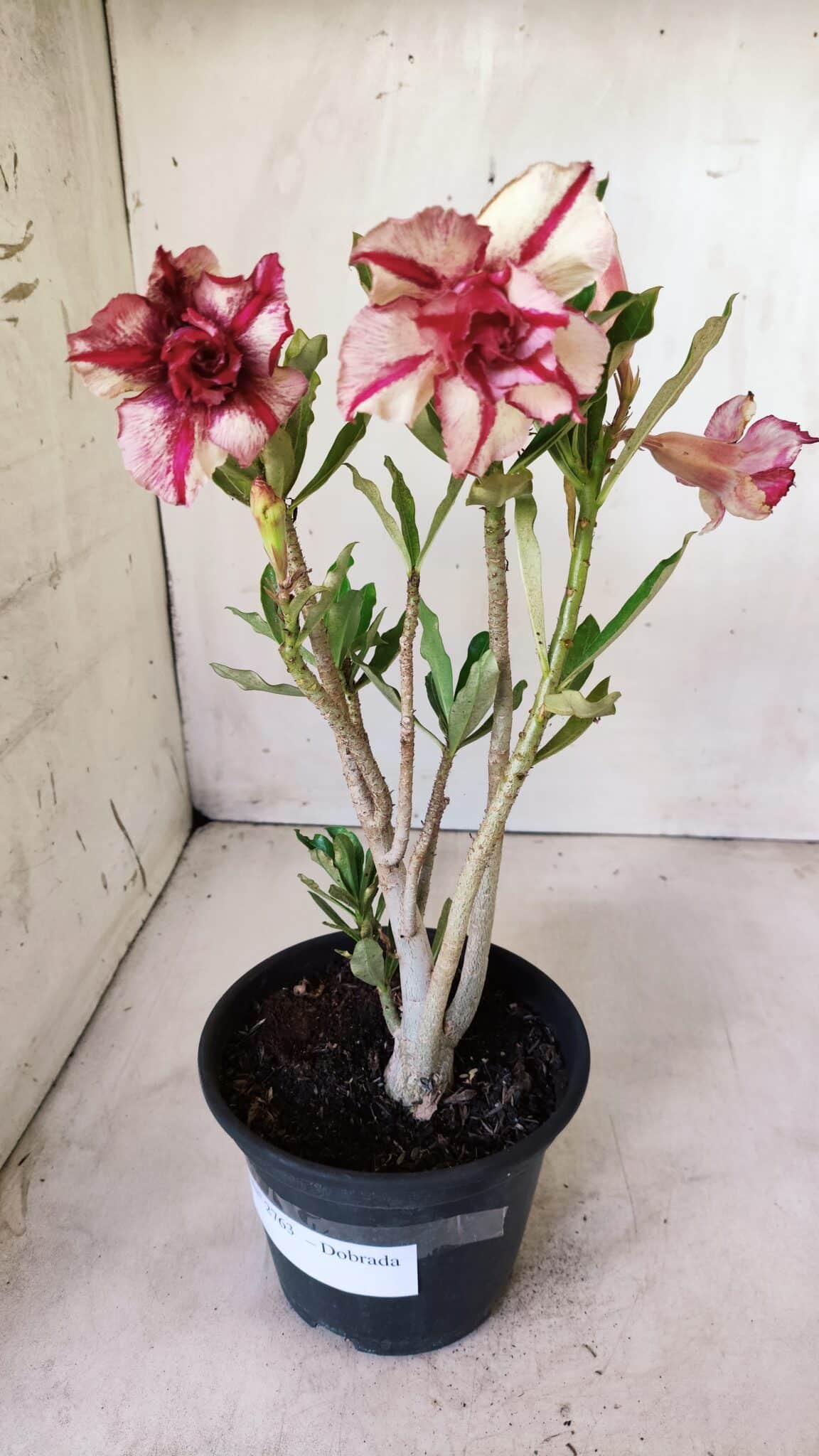 Planta Dobrada 2763 – 30cm – 02 anos